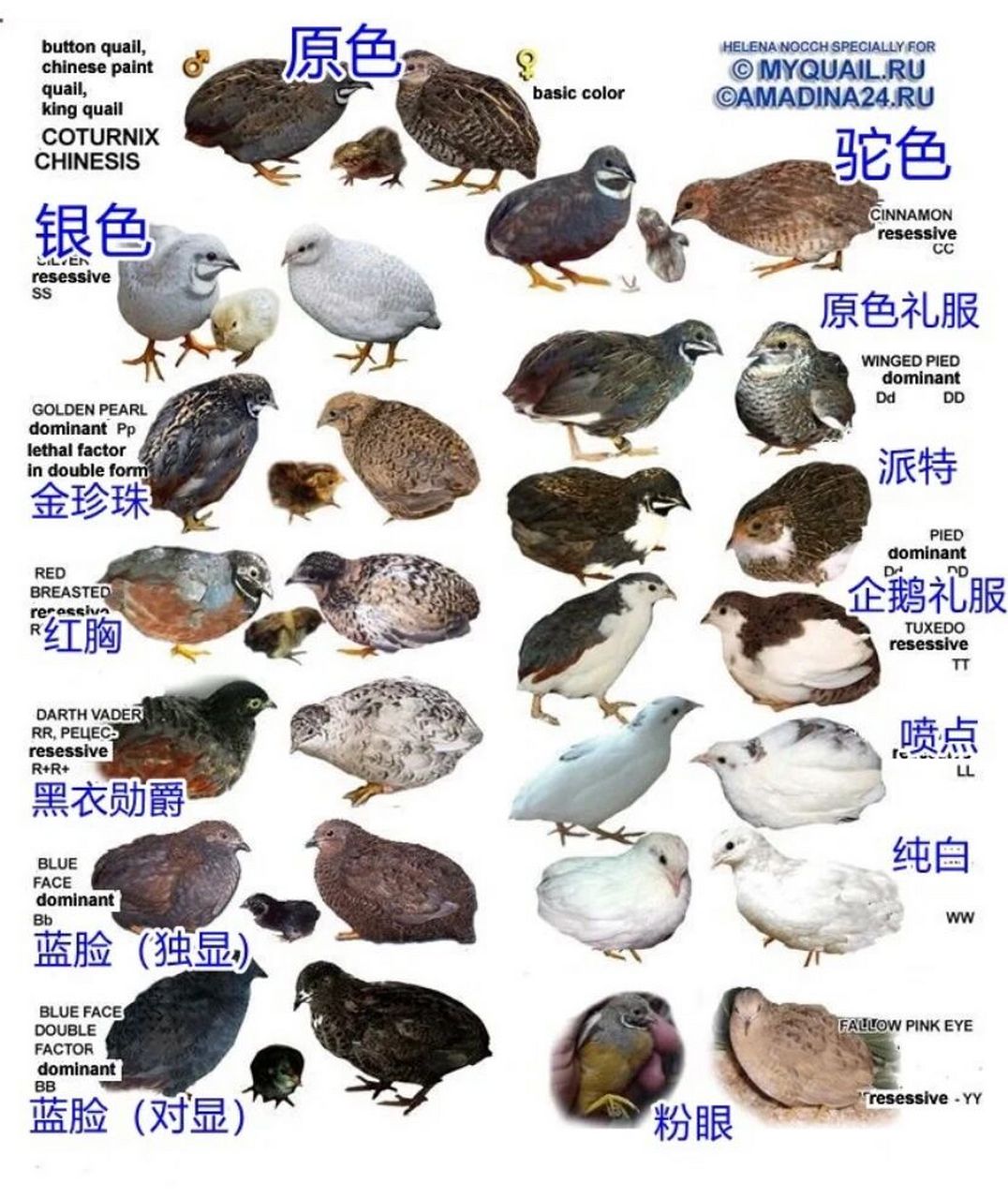 按照图片看看你家小鸡属于哪个品种