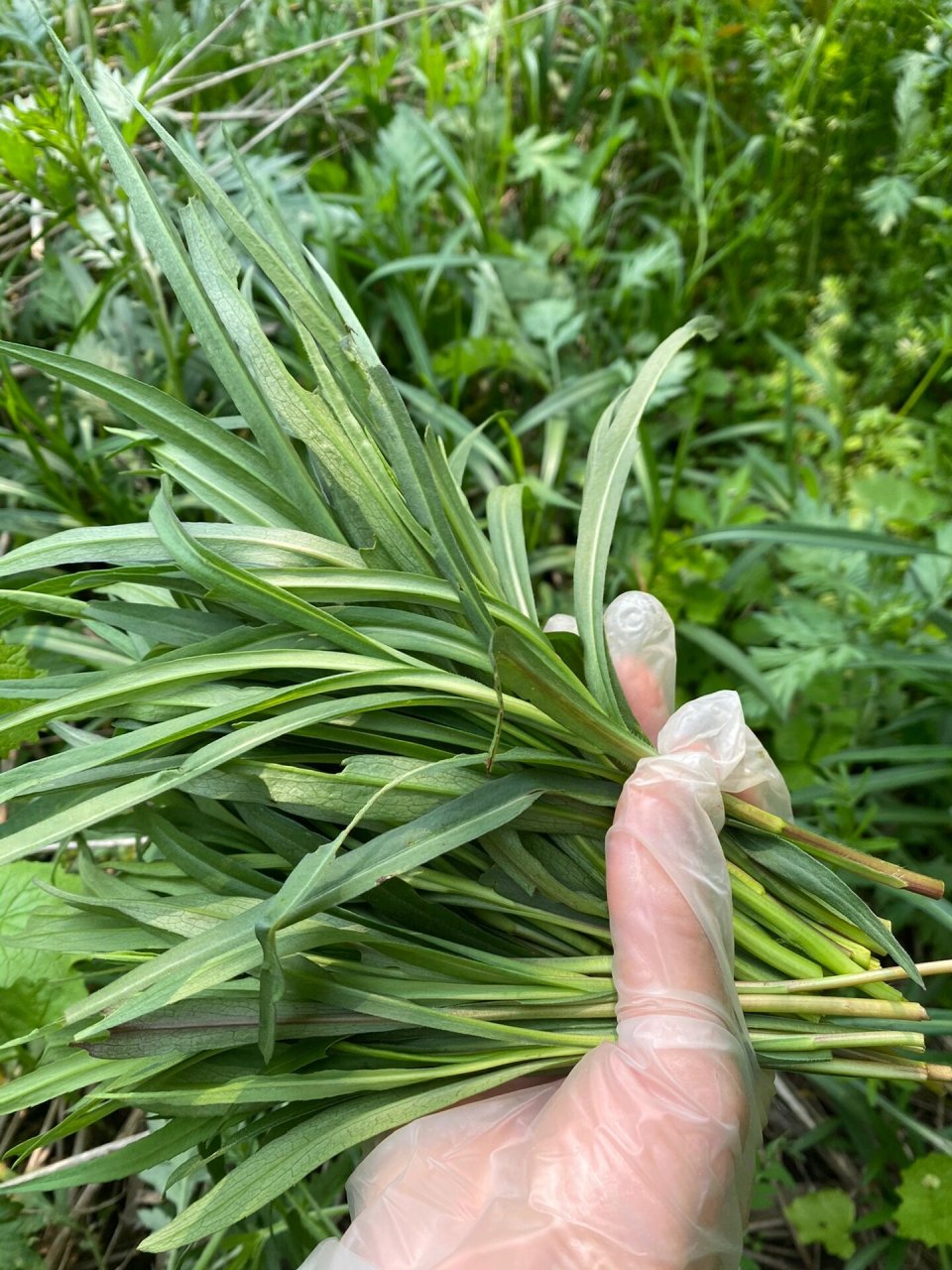 叶子像柳叶的野菜图片