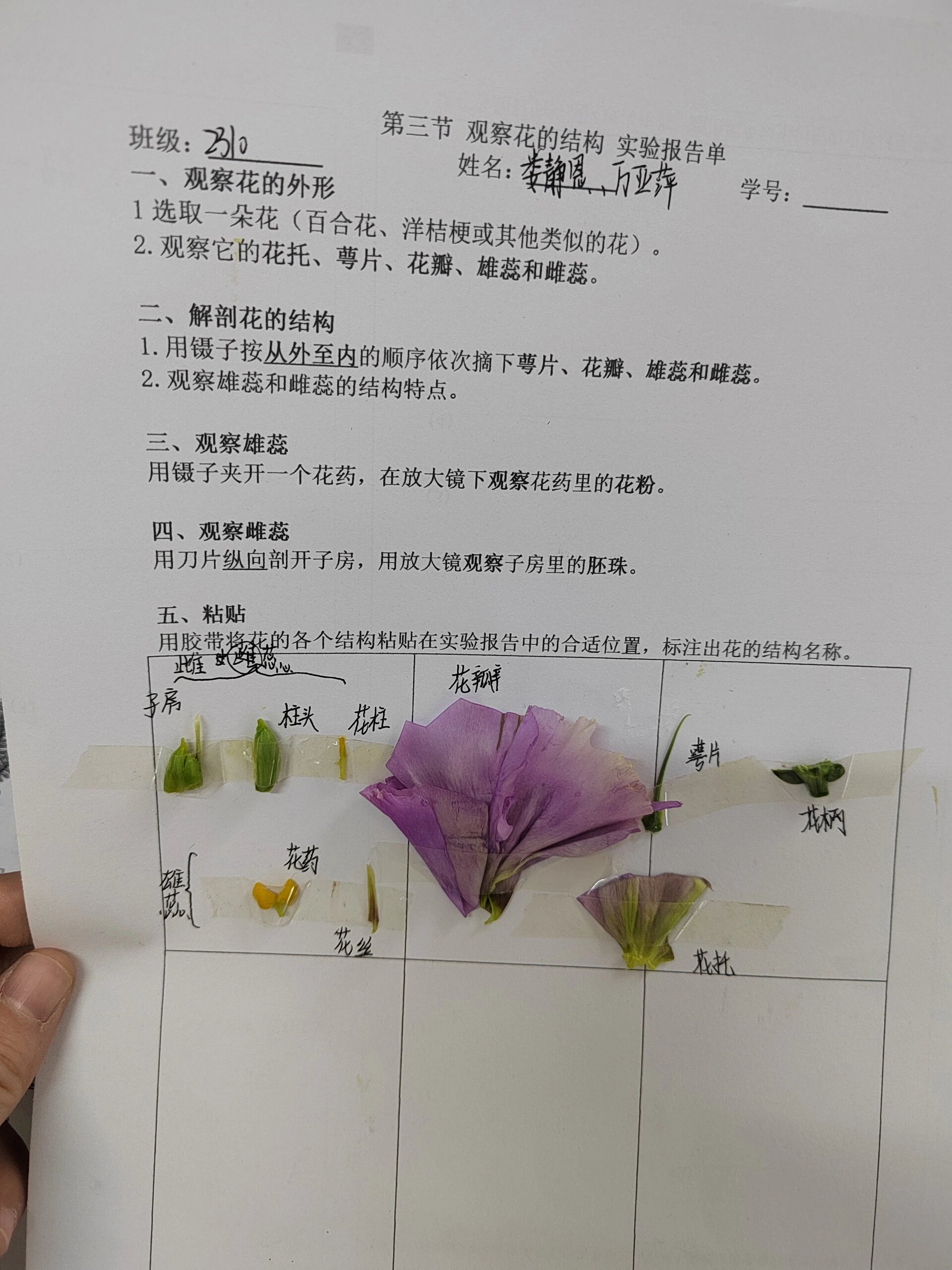 观察花的结构实验报告图片