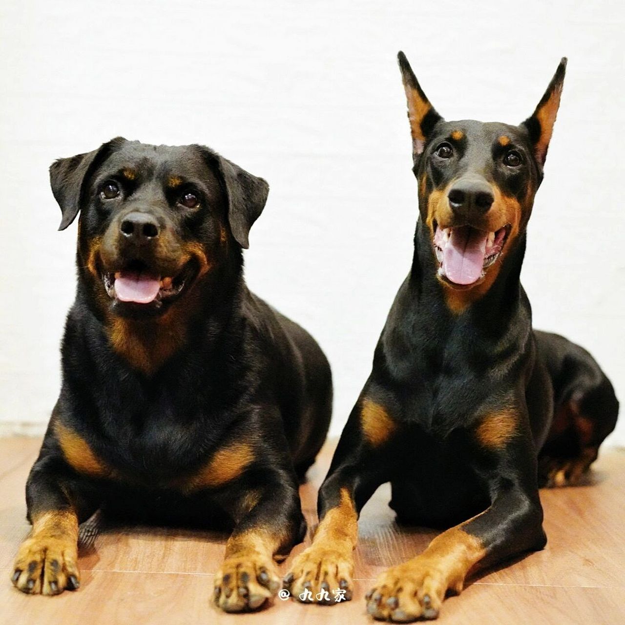 德系&美系 	 我家罗威纳和杜宾都是美系 美国人属于喜欢把别的犬种