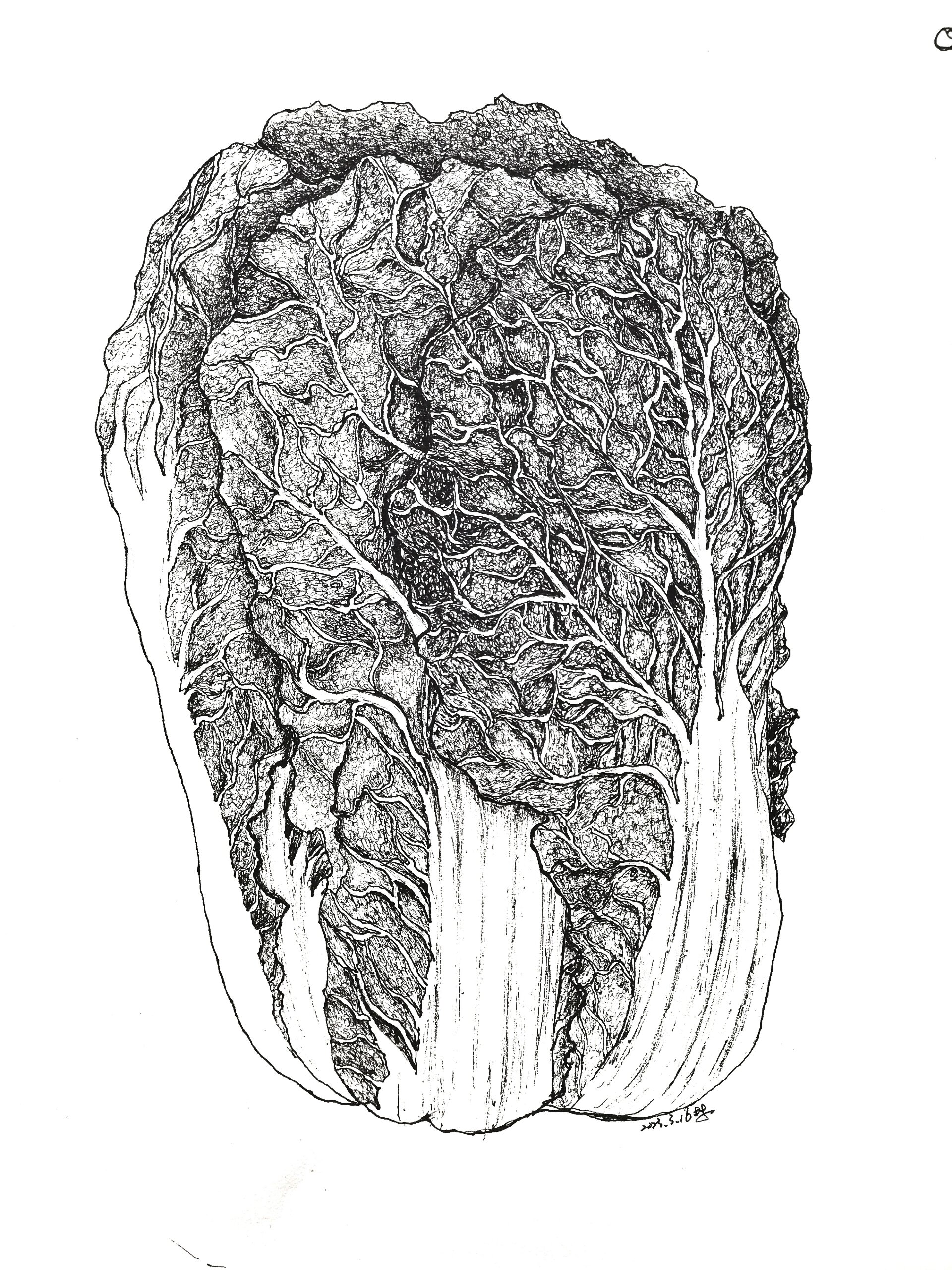 大白菜写生过程