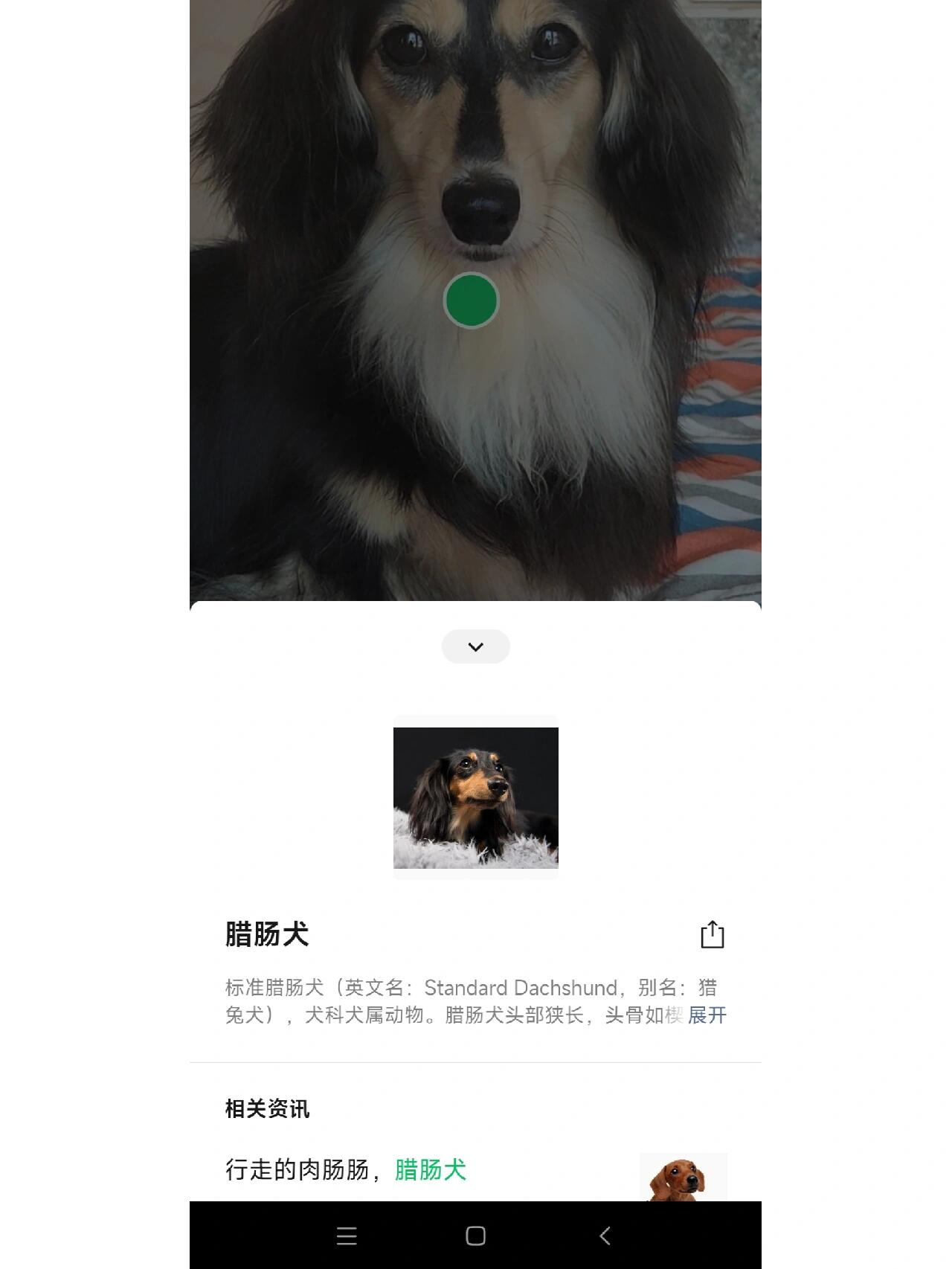扫一扫判断狗狗品种有点东西啊98