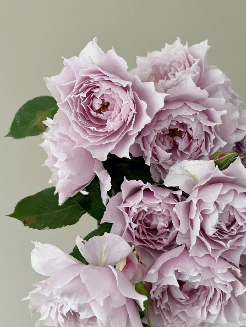 幻紫优缺点 月季"幻紫"丰花灌木月季,高度80-120厘米,花朵8厘米以上