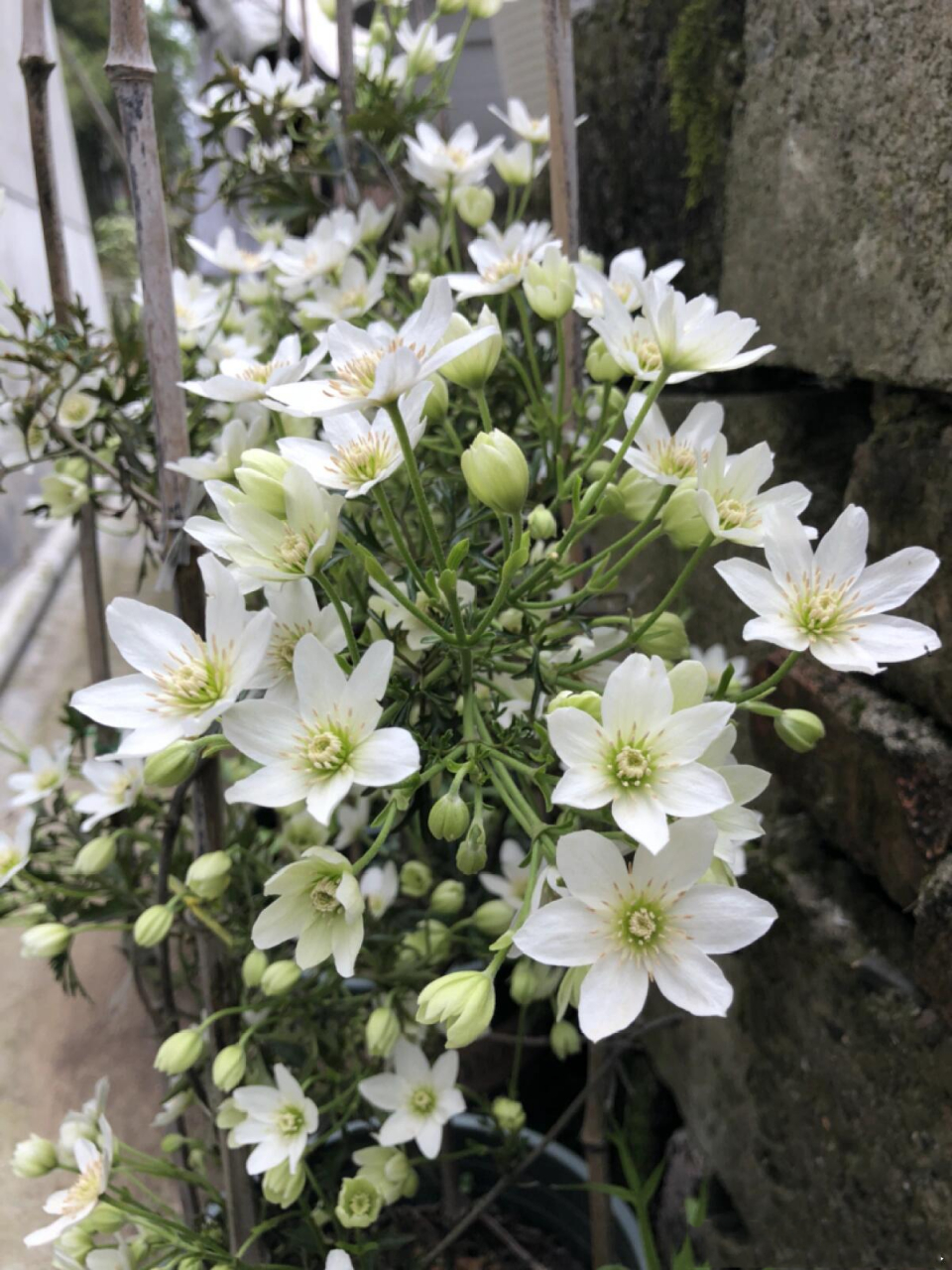 银币是常绿铁线莲品种,它株形小巧紧凑,可以室内盆栽,也可以室外盆栽