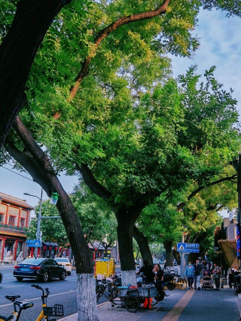 北京夏天的槐树可太美了 78夏天的胡同是最浪漫的 槐树比房子还要高