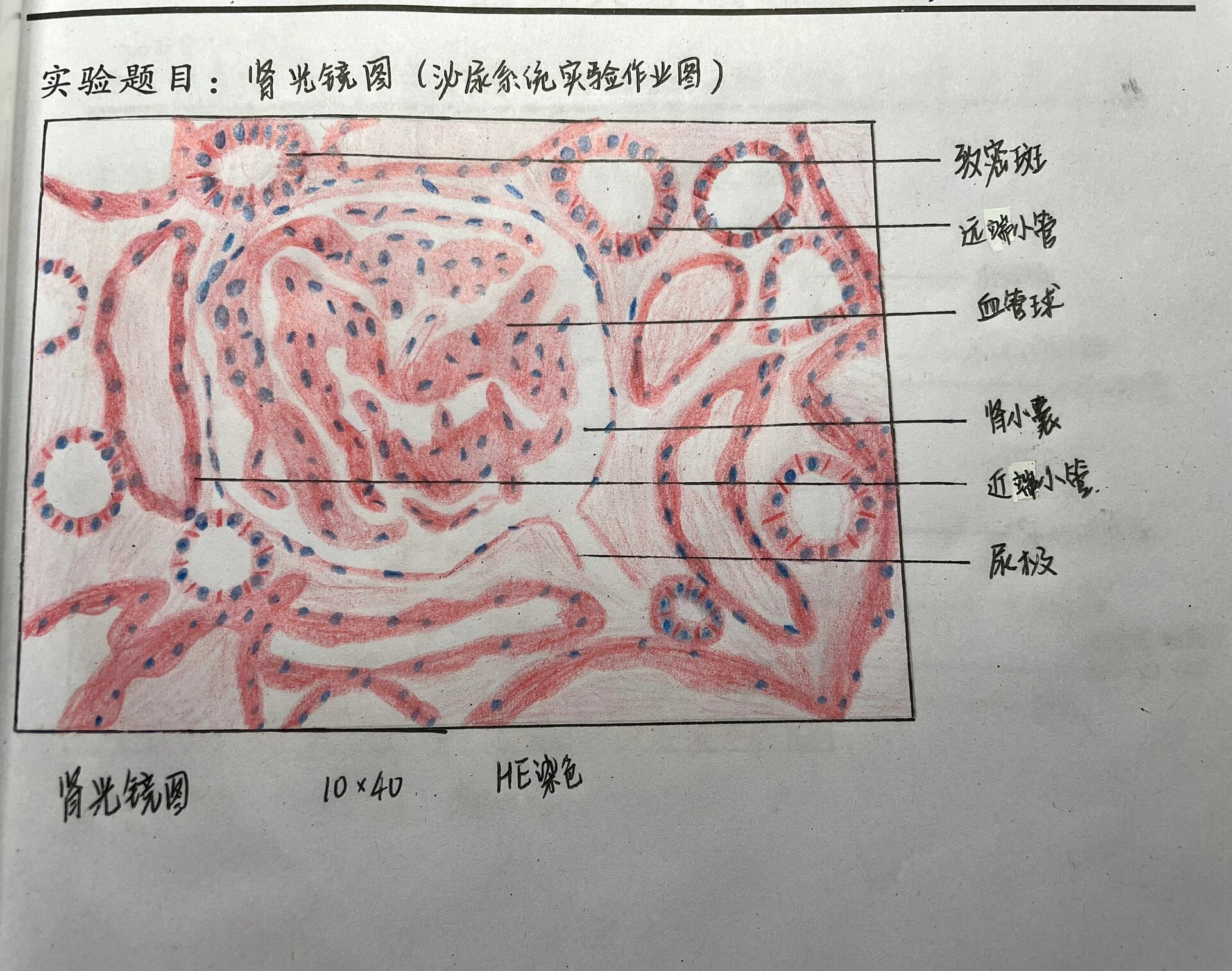 组胚-肾小体(肾小球)红蓝铅笔绘图
