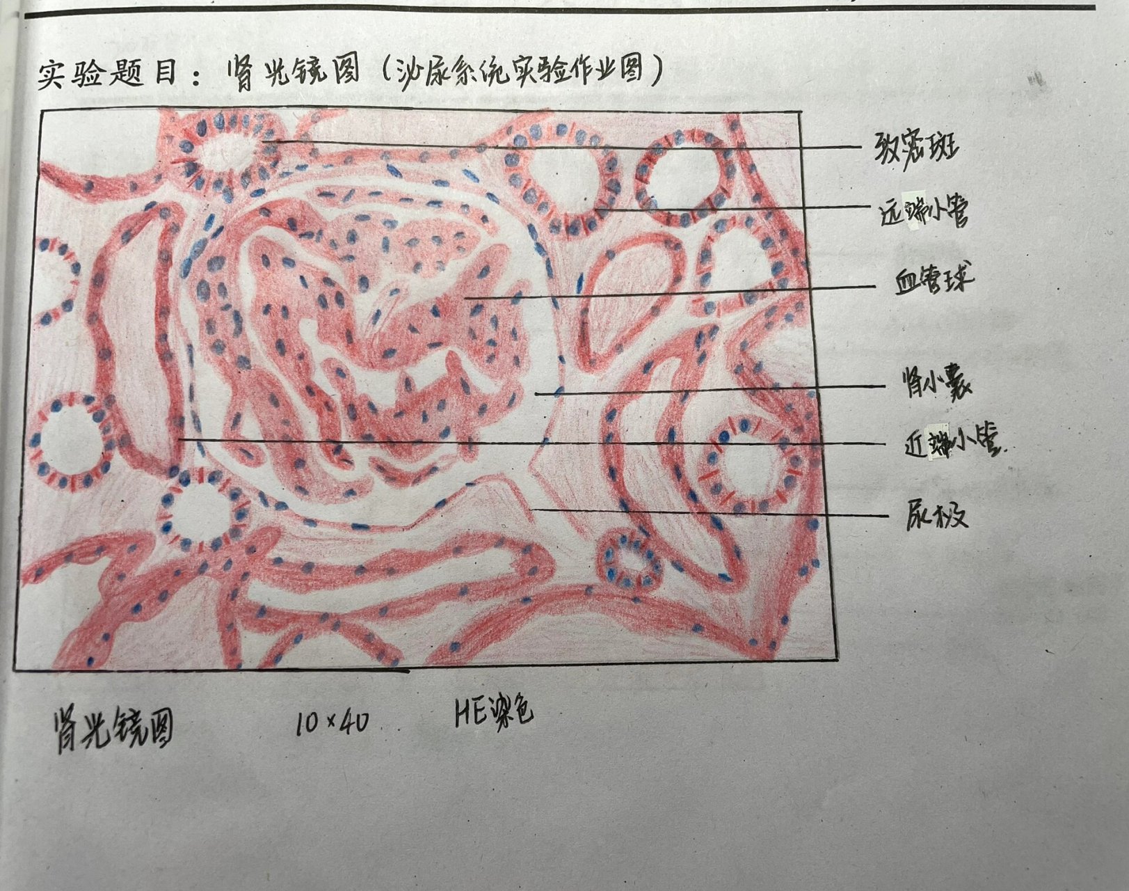 组胚-肾小体(肾小球)红蓝铅笔绘图
