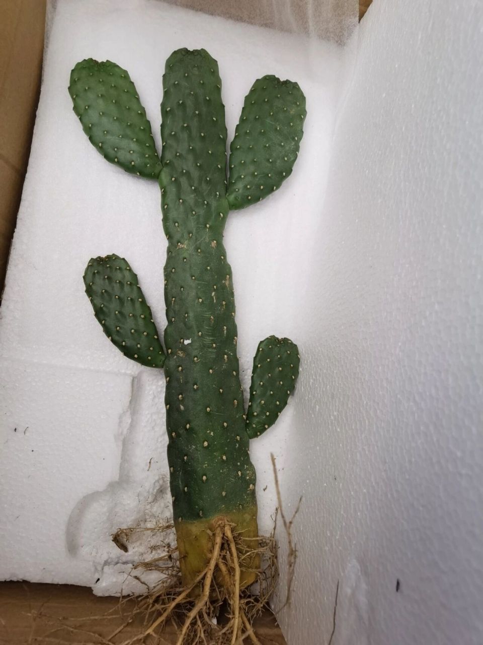 无刺仙人掌91中华掌  图二图三是收到后拍的原图 根系发达 用家里