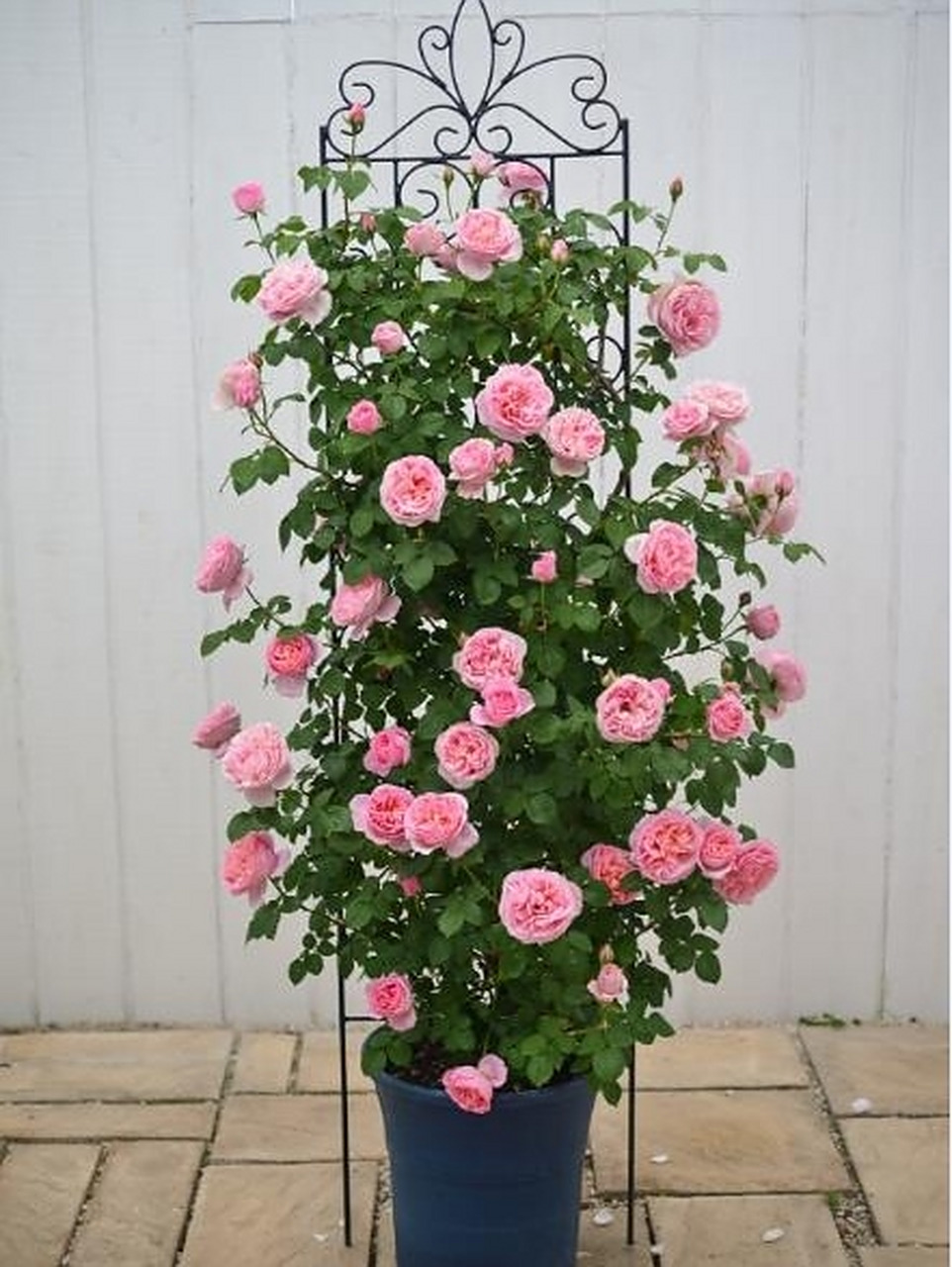 法国月季 95舍农索城堡的贵妇95 法国月季 95舍农索城堡的贵妇