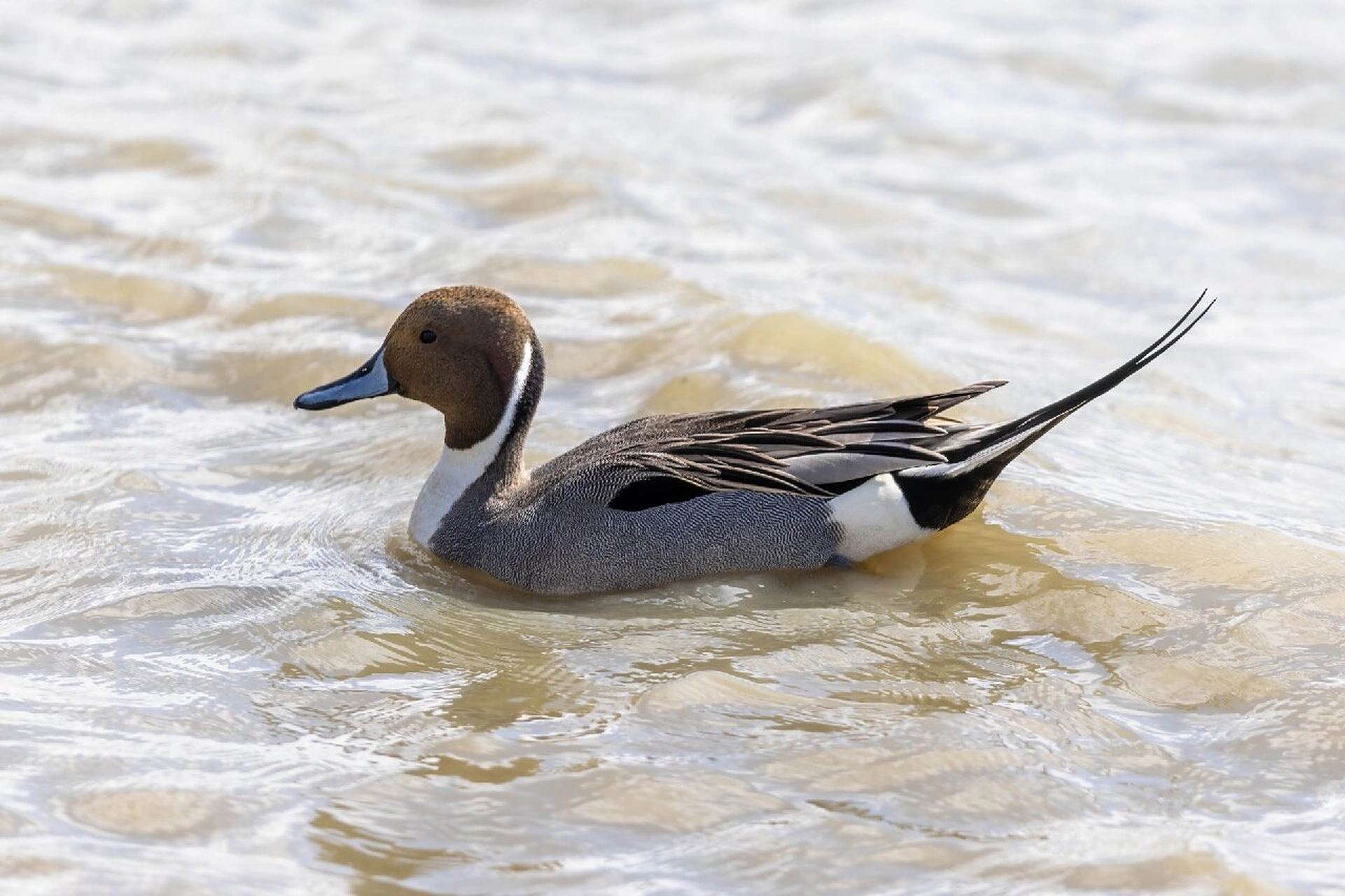 针尾鸭的中央尾羽特长延,像一根针,所以叫针尾鸭,体型很优美