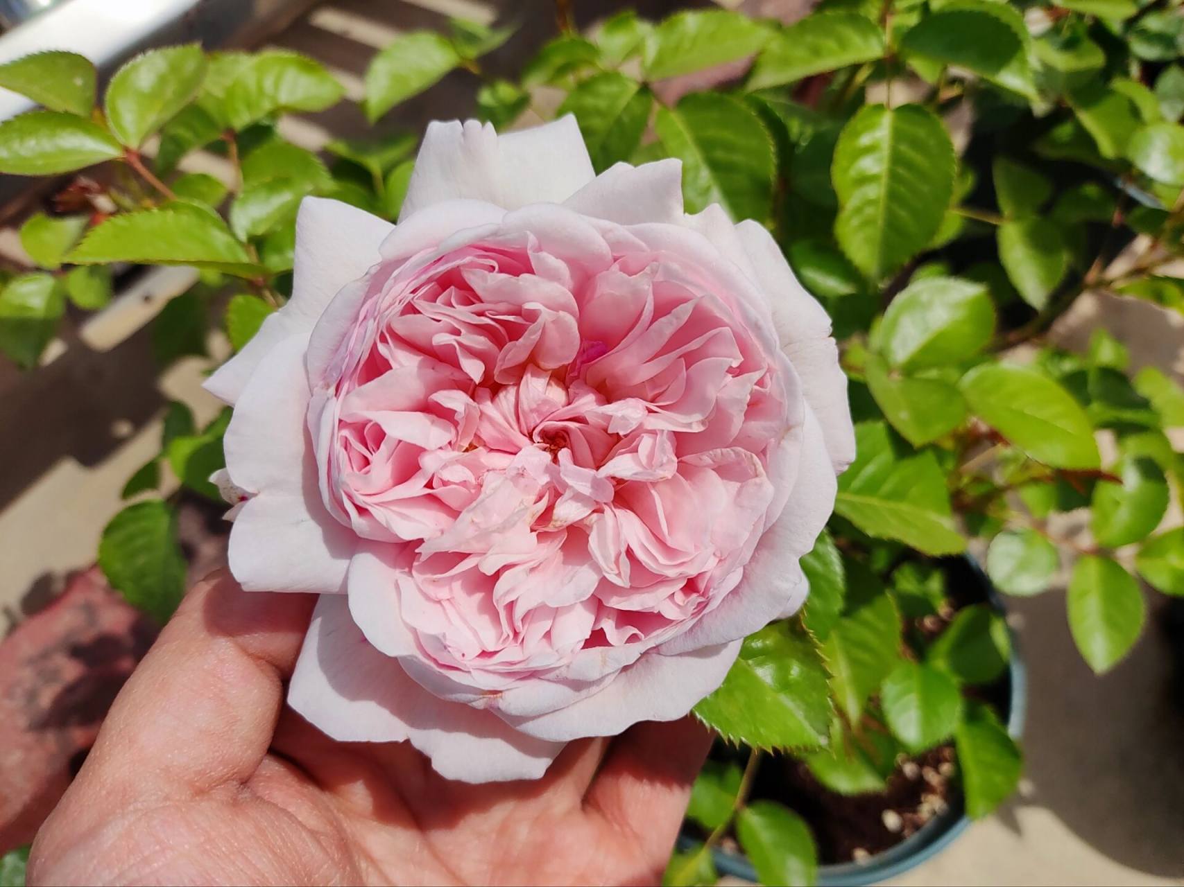 月季|远古大陆初花  远古大陆初花,花比较小,但还挺标准.