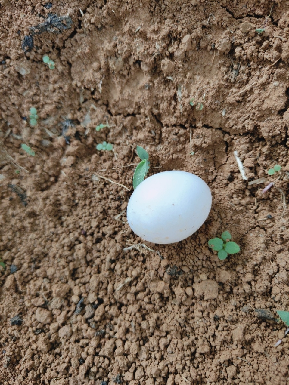 这是蛇蛋还是鸟蛋 好小