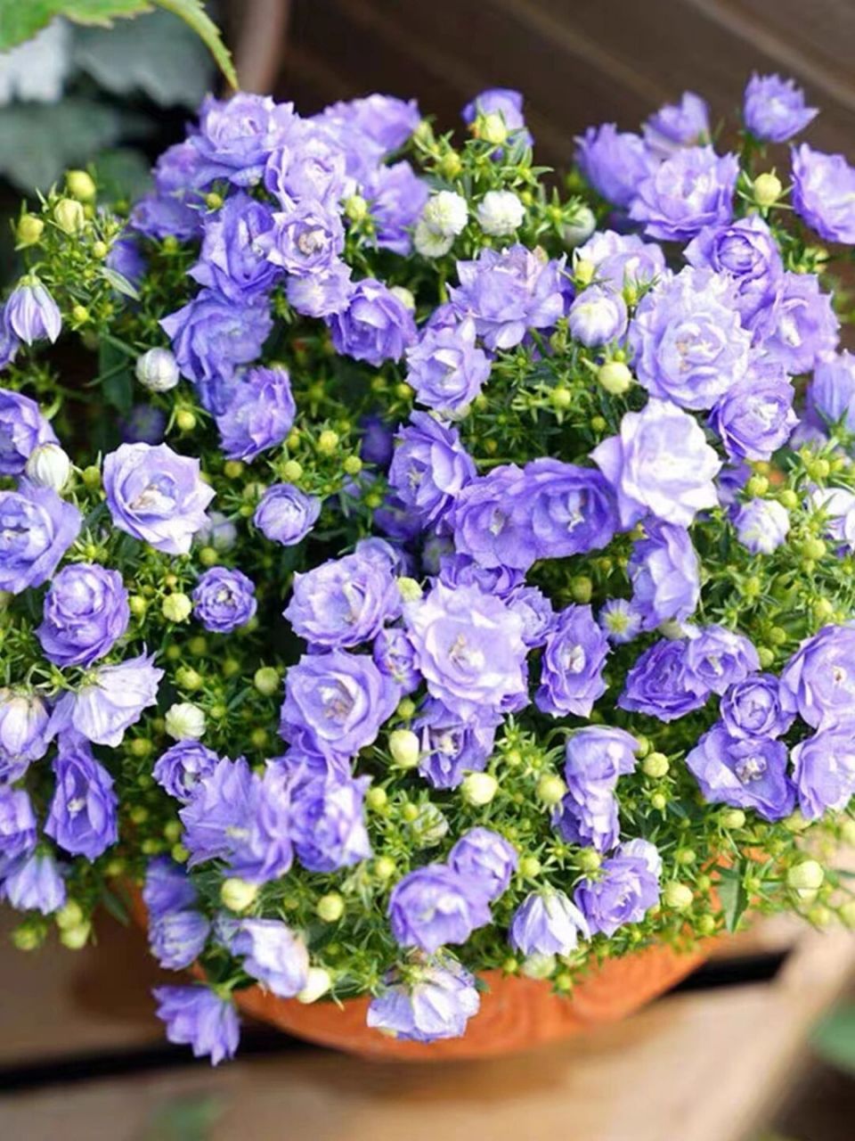 丹麦风铃 丹麦风铃,它还有一个好听的名字叫梦露