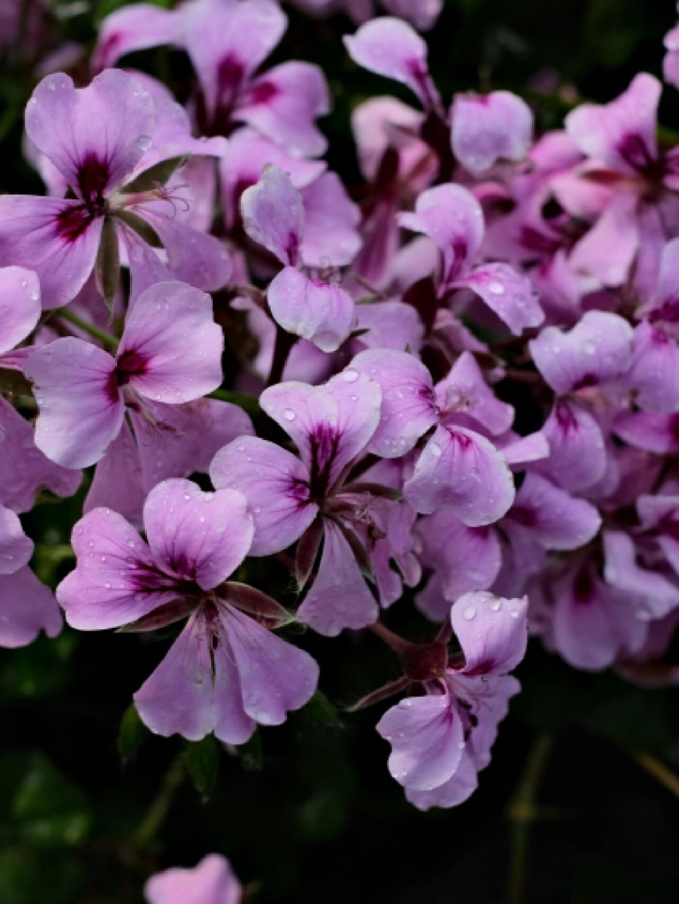 阳台皇后——垂吊天竺葵龙卷风 藤本天竺葵龙卷风,蔓生花枝,特别适合