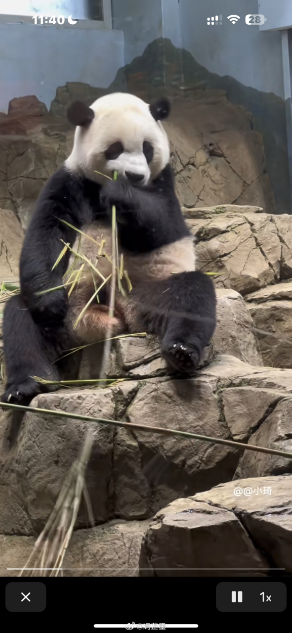 关注美香添添崽崽大熊猫一家# 让#美香##添添##熊猫小奇迹# 能够瓢膊