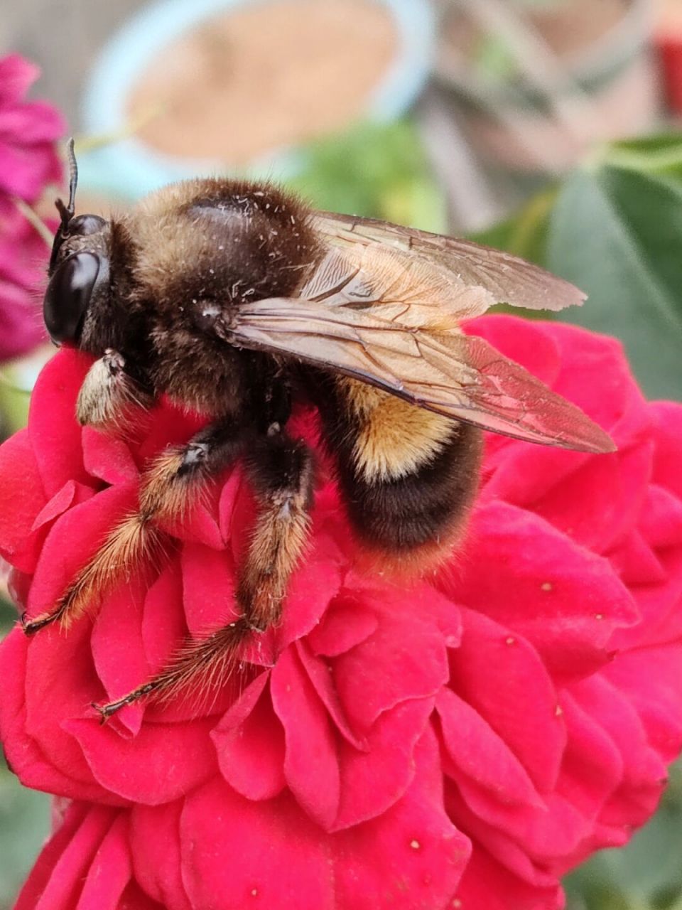 中华绒木蜂 胖胖毛茸茸的中华绒木蜂,一开始我还误以为是熊蜂,后来查