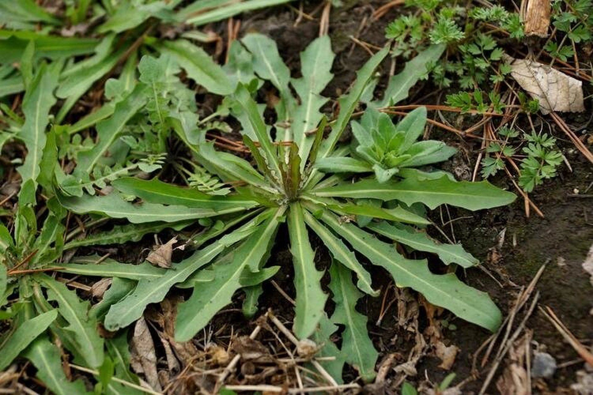 苦菜的药用价值图片