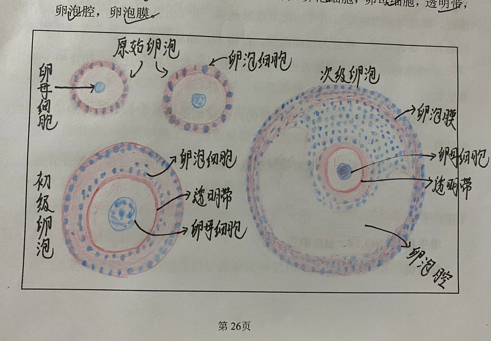 原始卵泡 生长卵泡绘画图～96