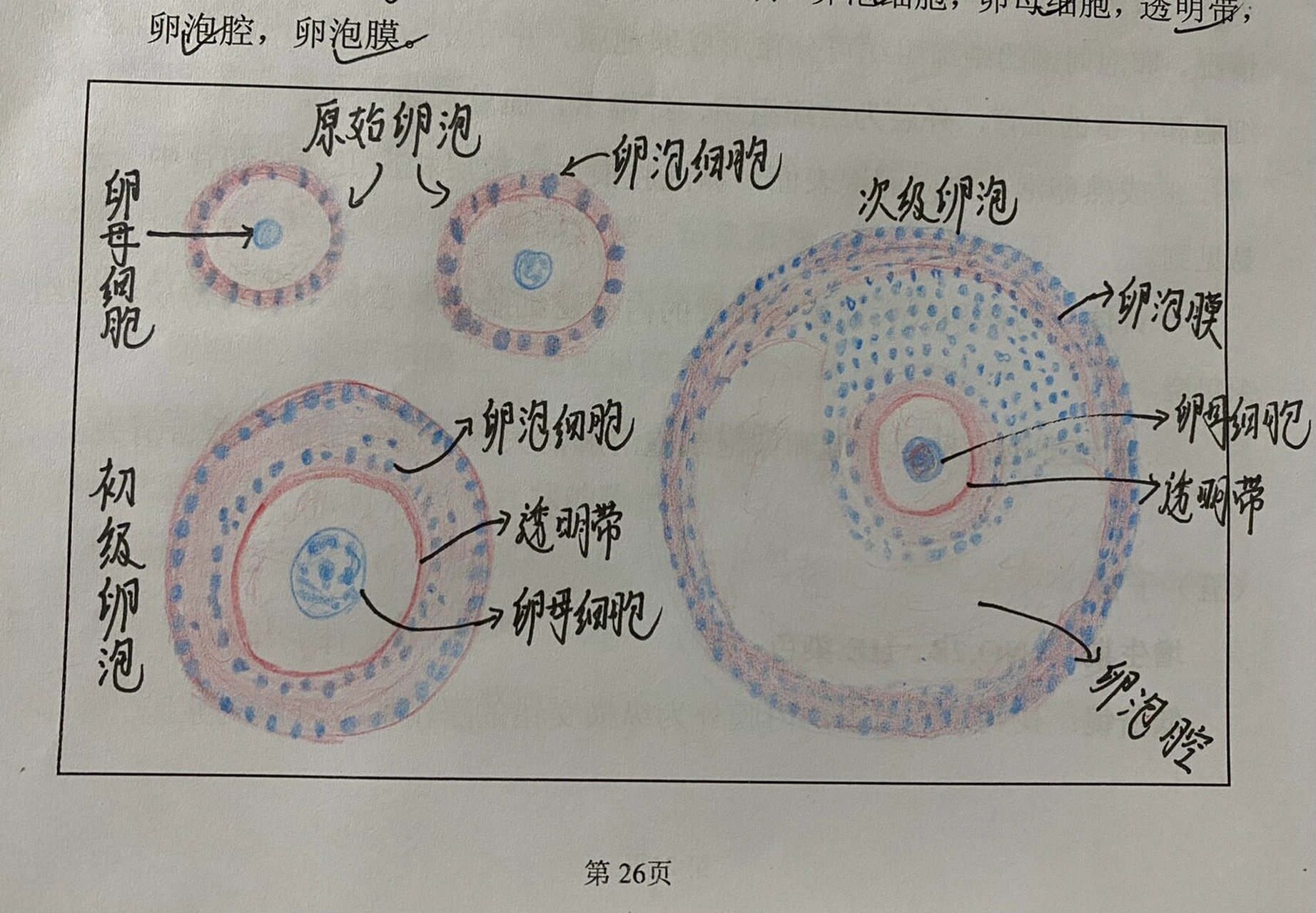 次级卵泡结构图图片