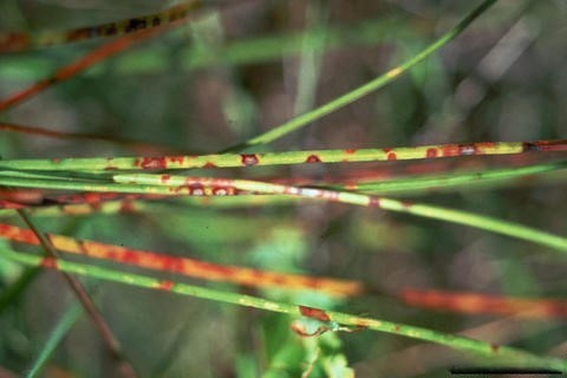 美国阿肯色州的松树陷入神秘死亡,松针褐斑病成罪魁祸首  近期,美国