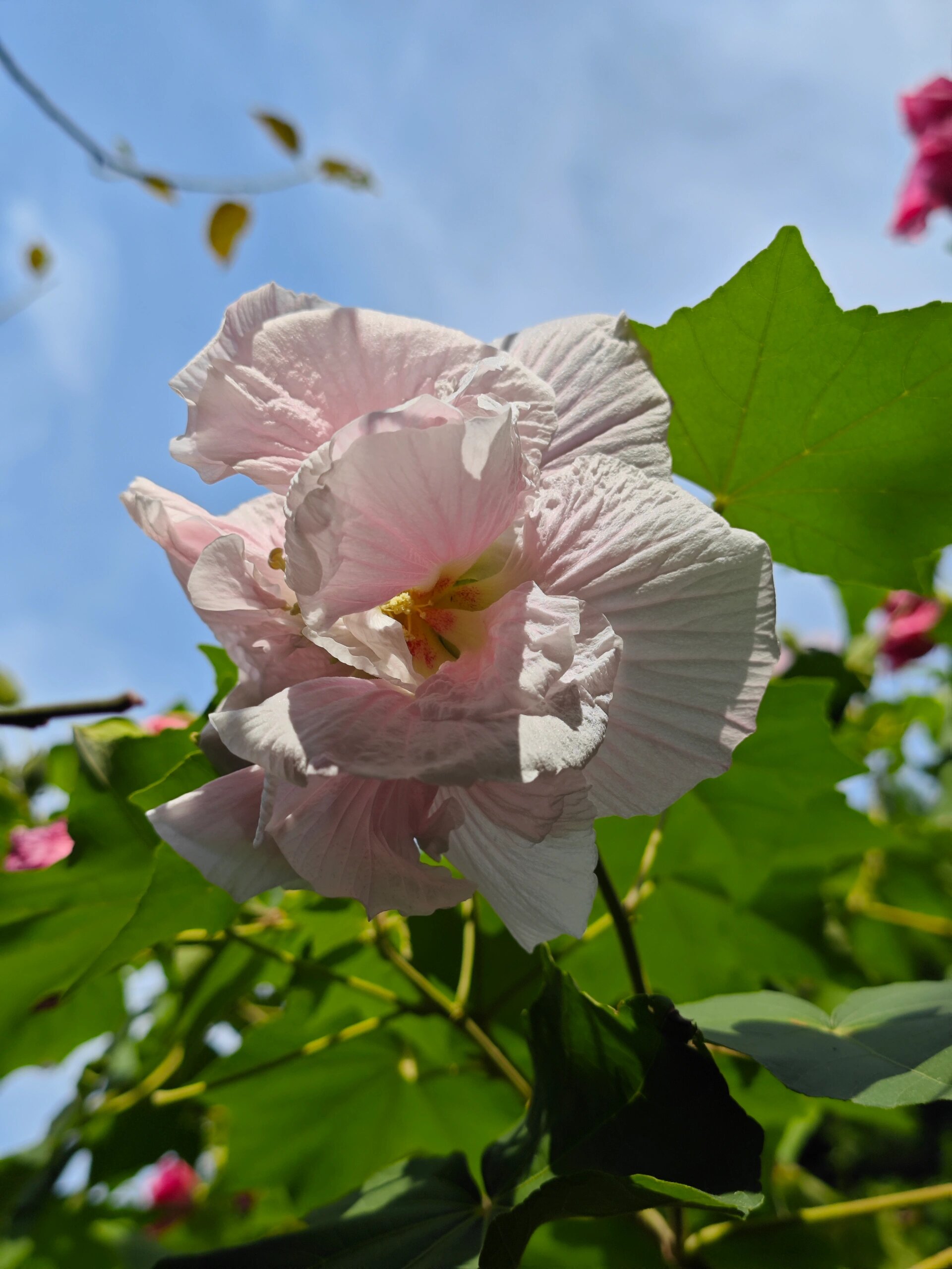 西湖公园,重瓣木芙蓉