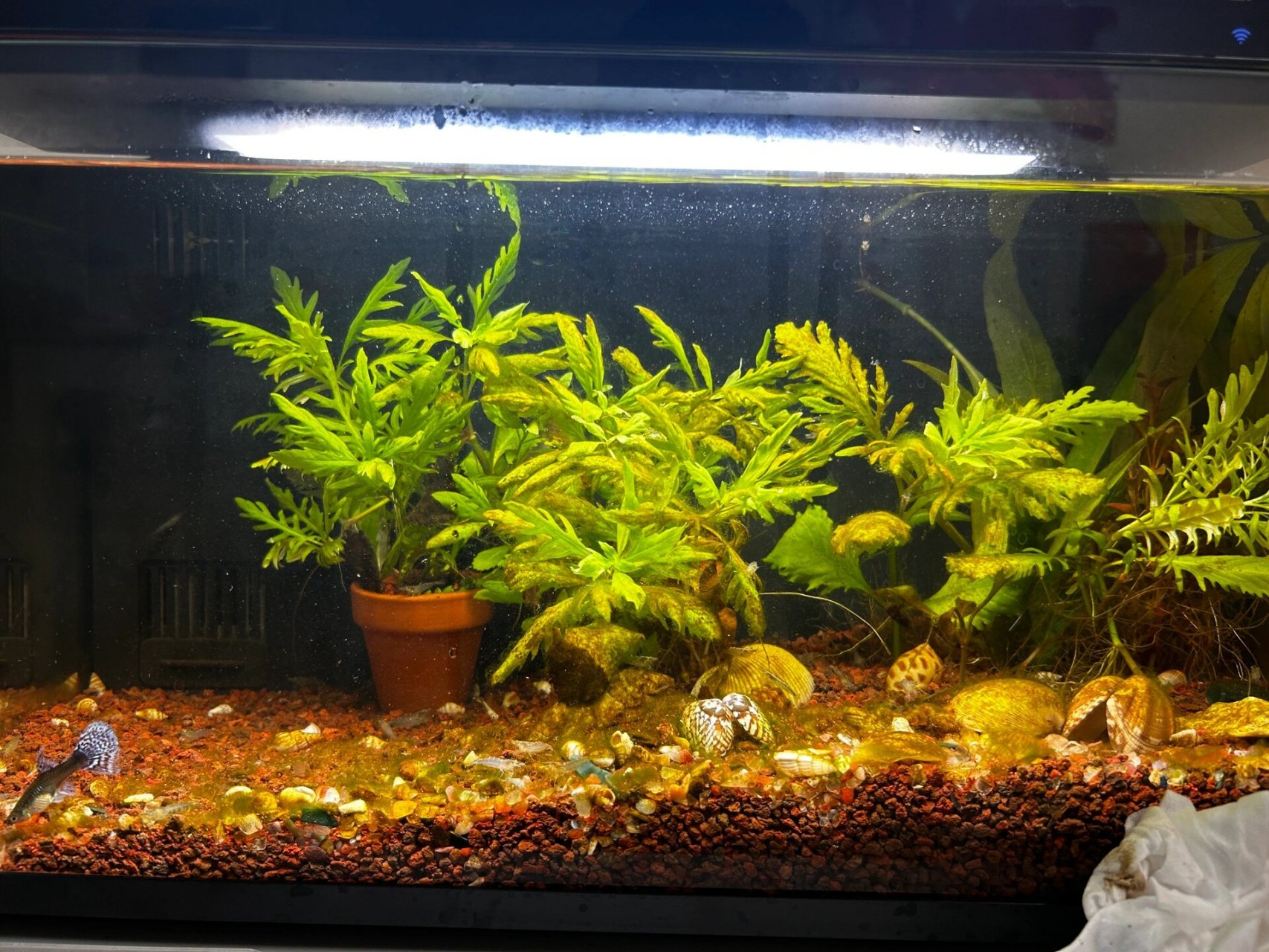 褐藻长好多影响美观.买了100只黑壳虾.一晚上完成大部分清洁.可是.