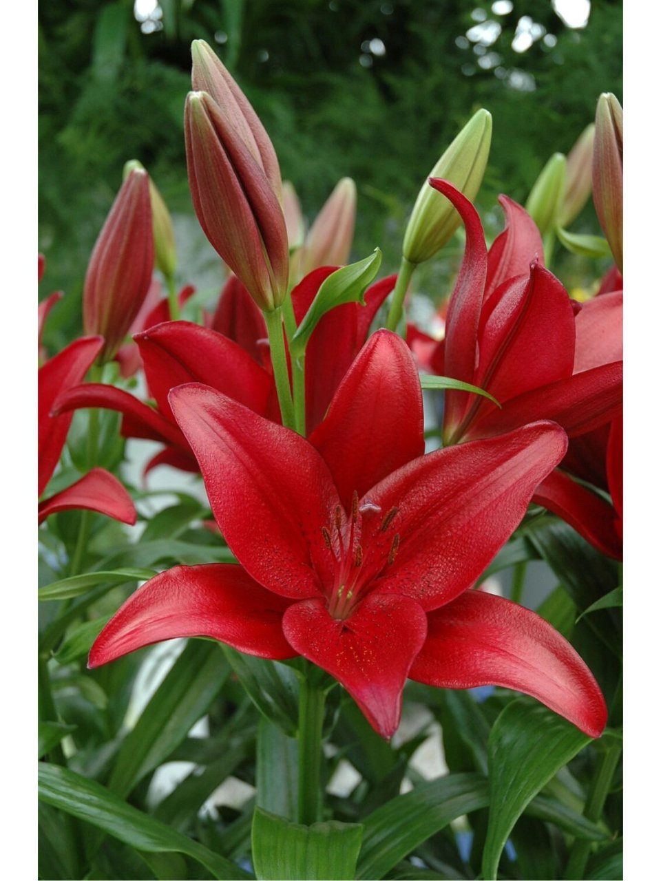 9米,无香,花色偏黑红,暗黑系凹凸肌理感