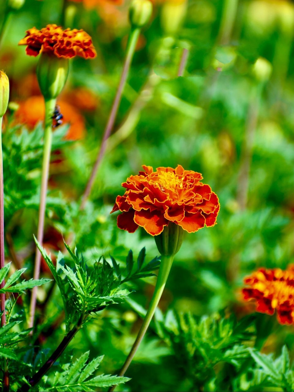外秀惠中的孔雀草(万寿菊) 这让人惊艳的美,不仅吸引各种昆虫,也深深