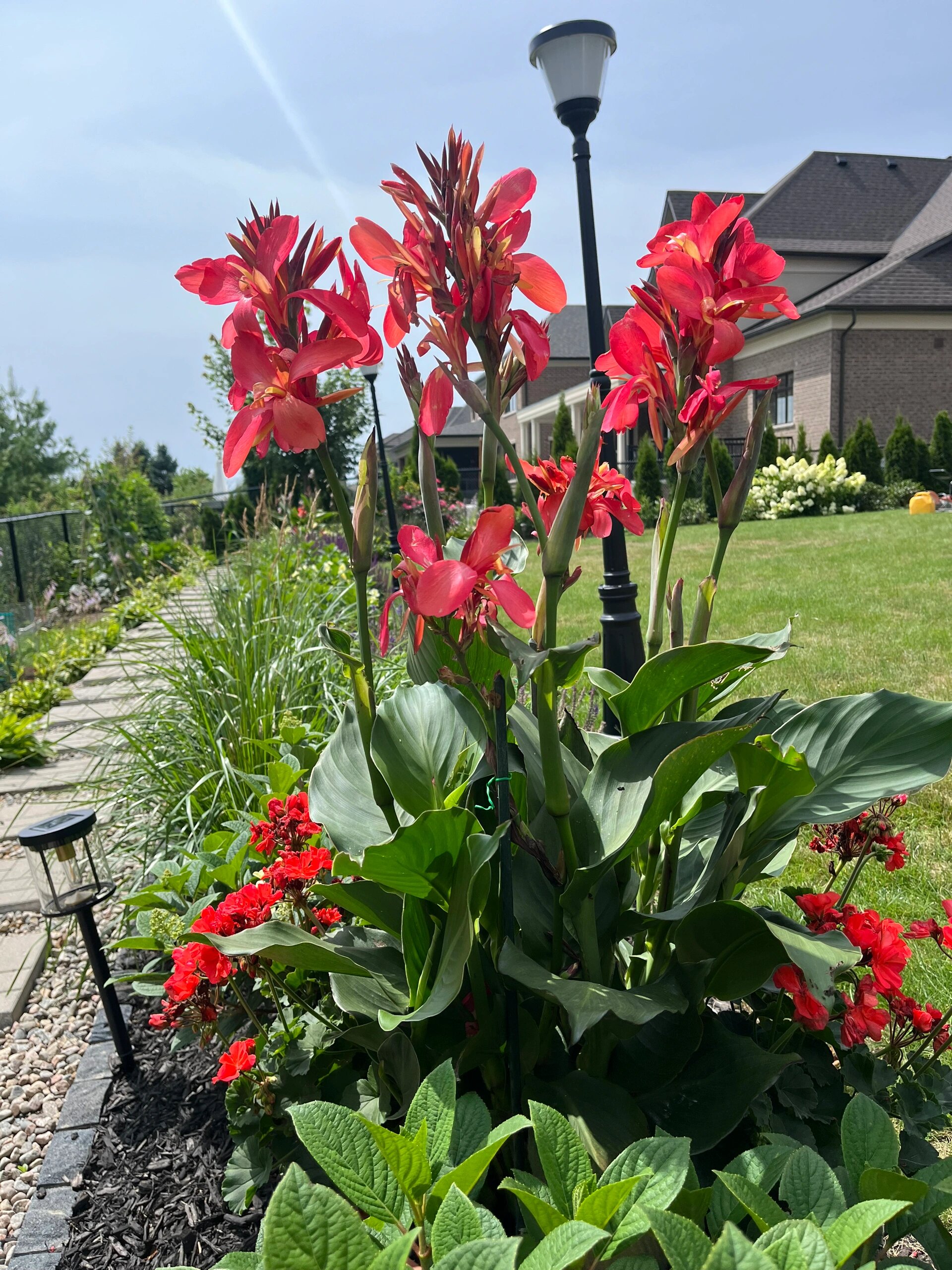 美人蕉-盆花的灵魂 每年夏季,我都会去garden centre 买一些花花,自己