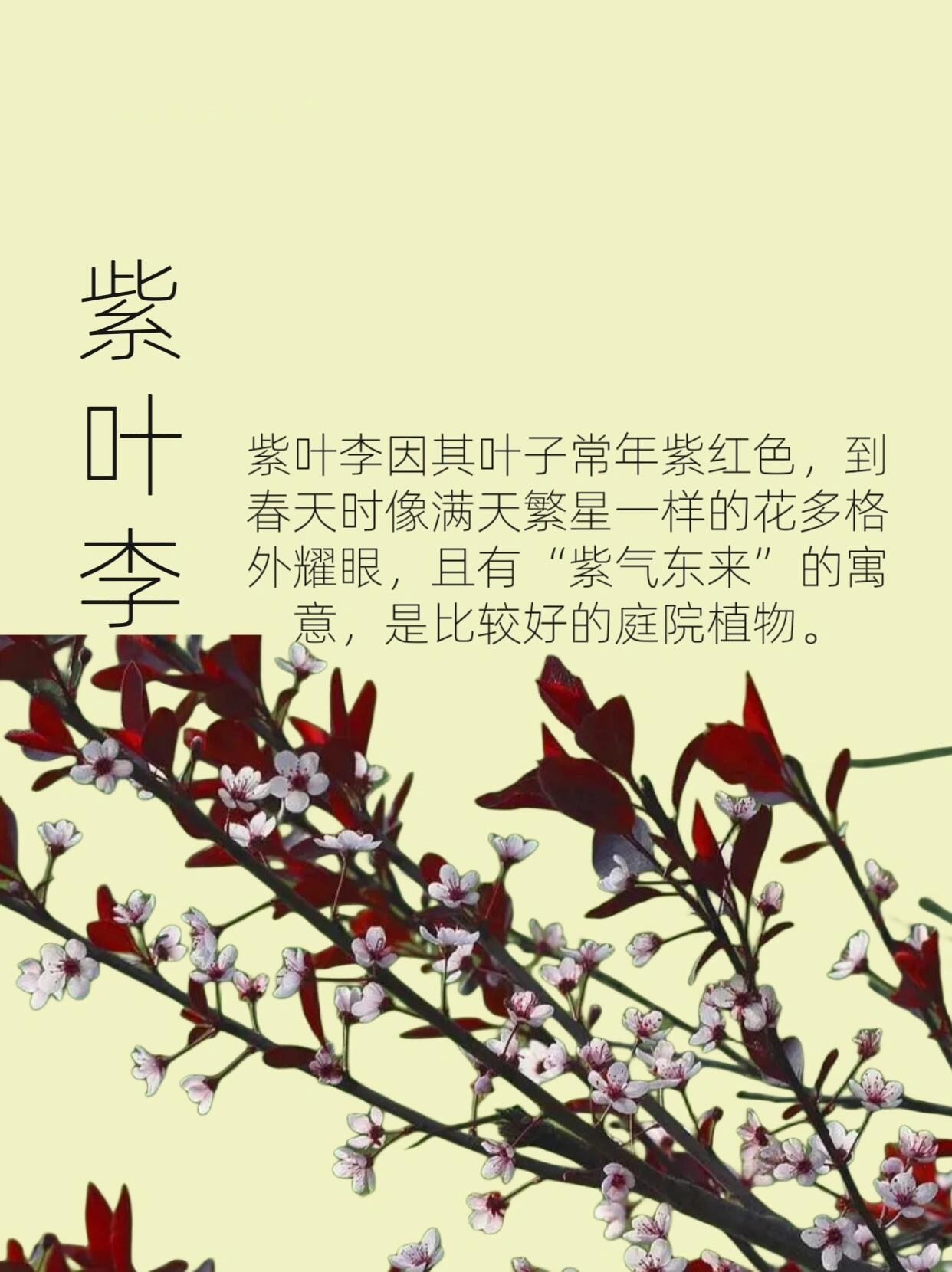 红叶李花花语图片