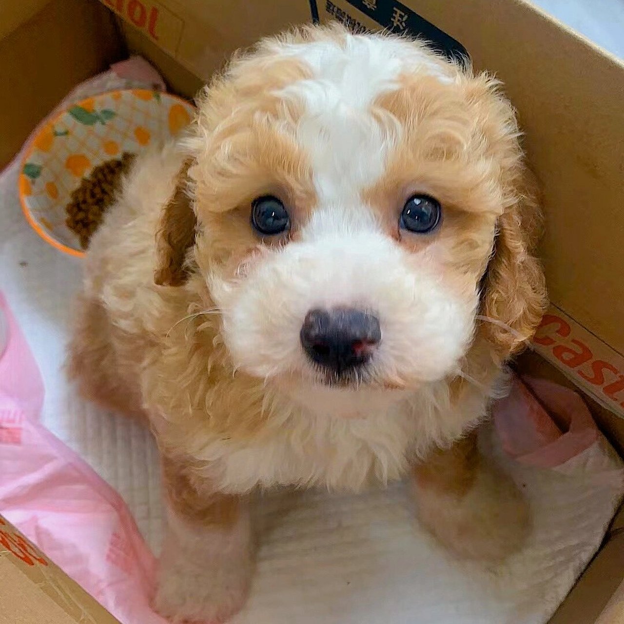 泰迪比熊串串  好喜欢我的狗 可是他拆家啃人天天骂我