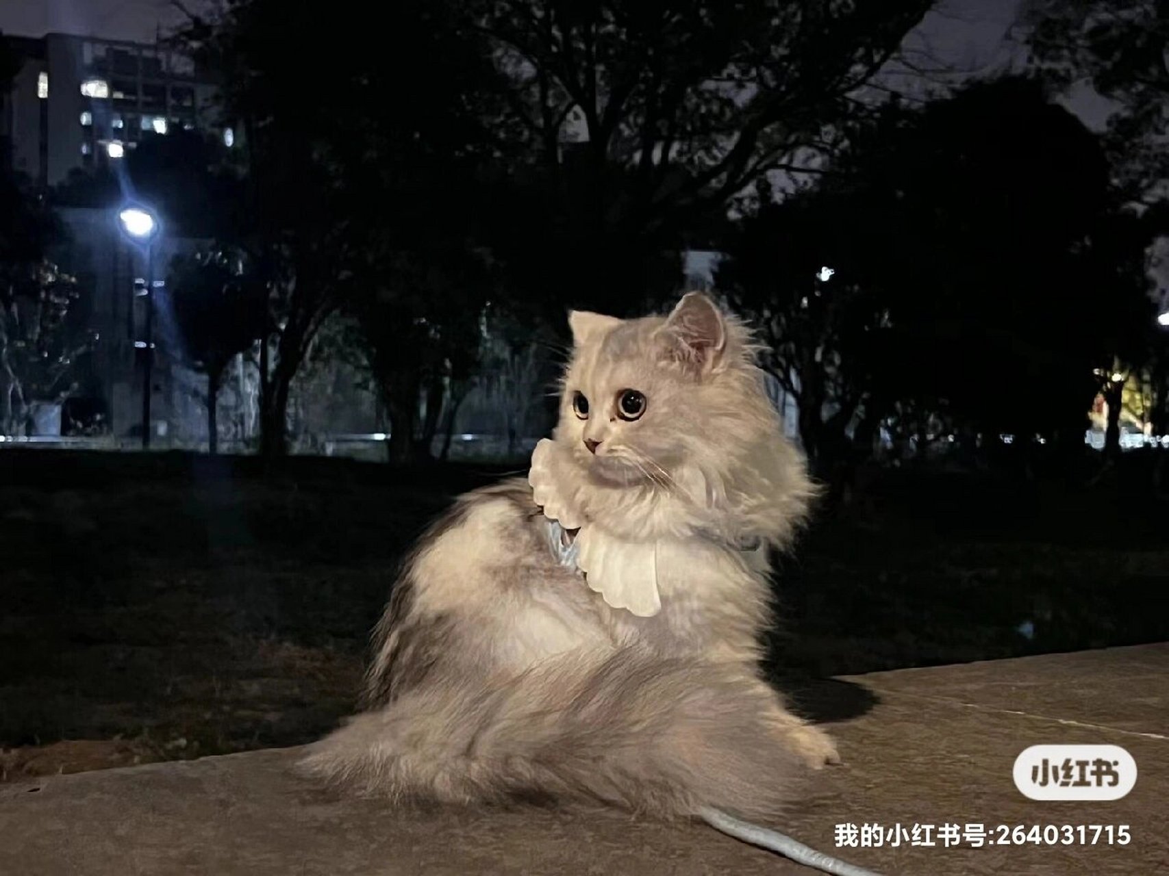 猫眼角黑色结痂出血图片