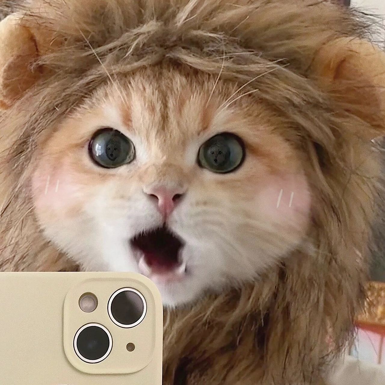 猫咪头像93 拿图前先点赞72 15扣扣爱爱滴小猫咪头像!