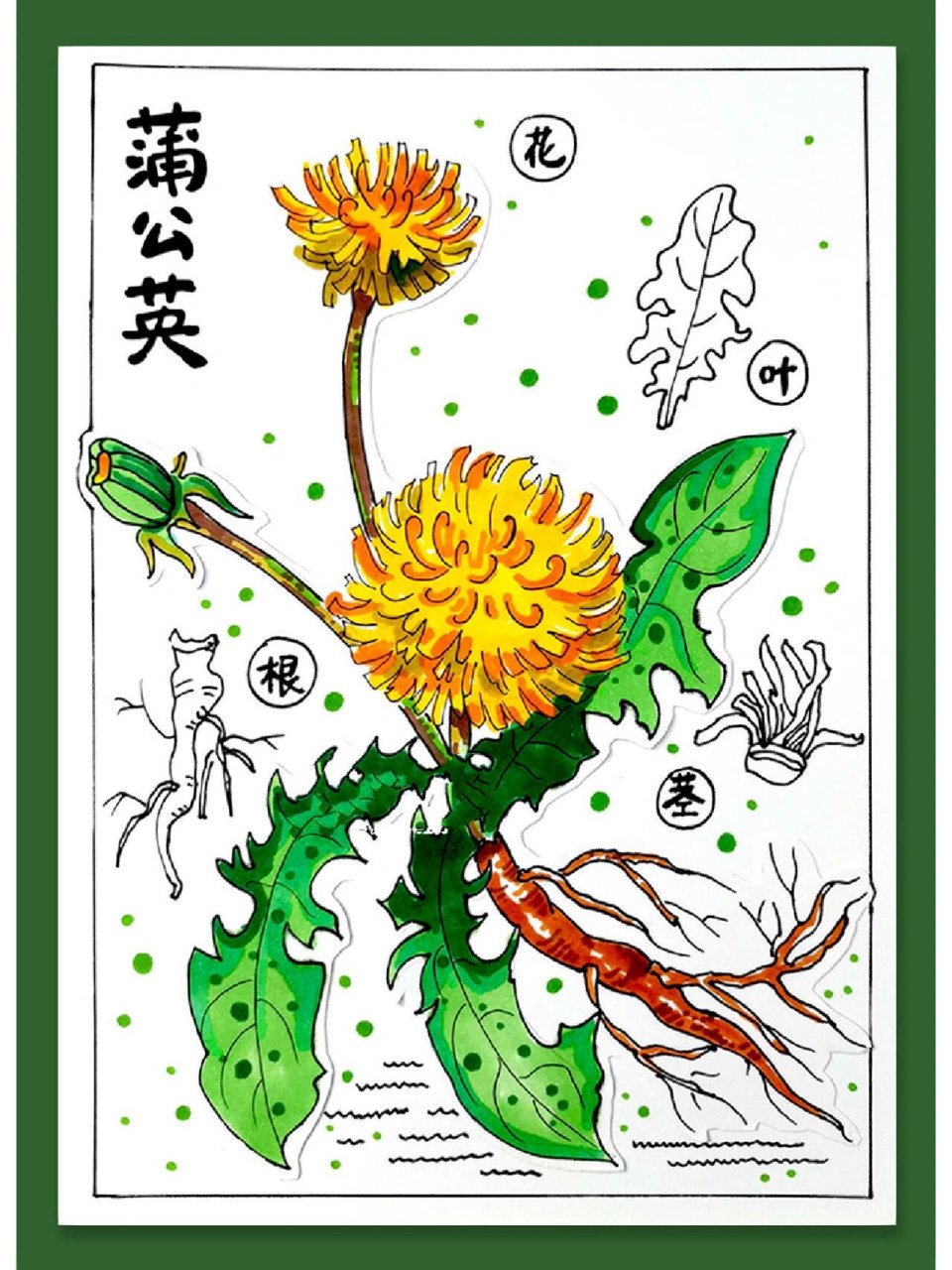 蒲公英由花,叶,茎,根