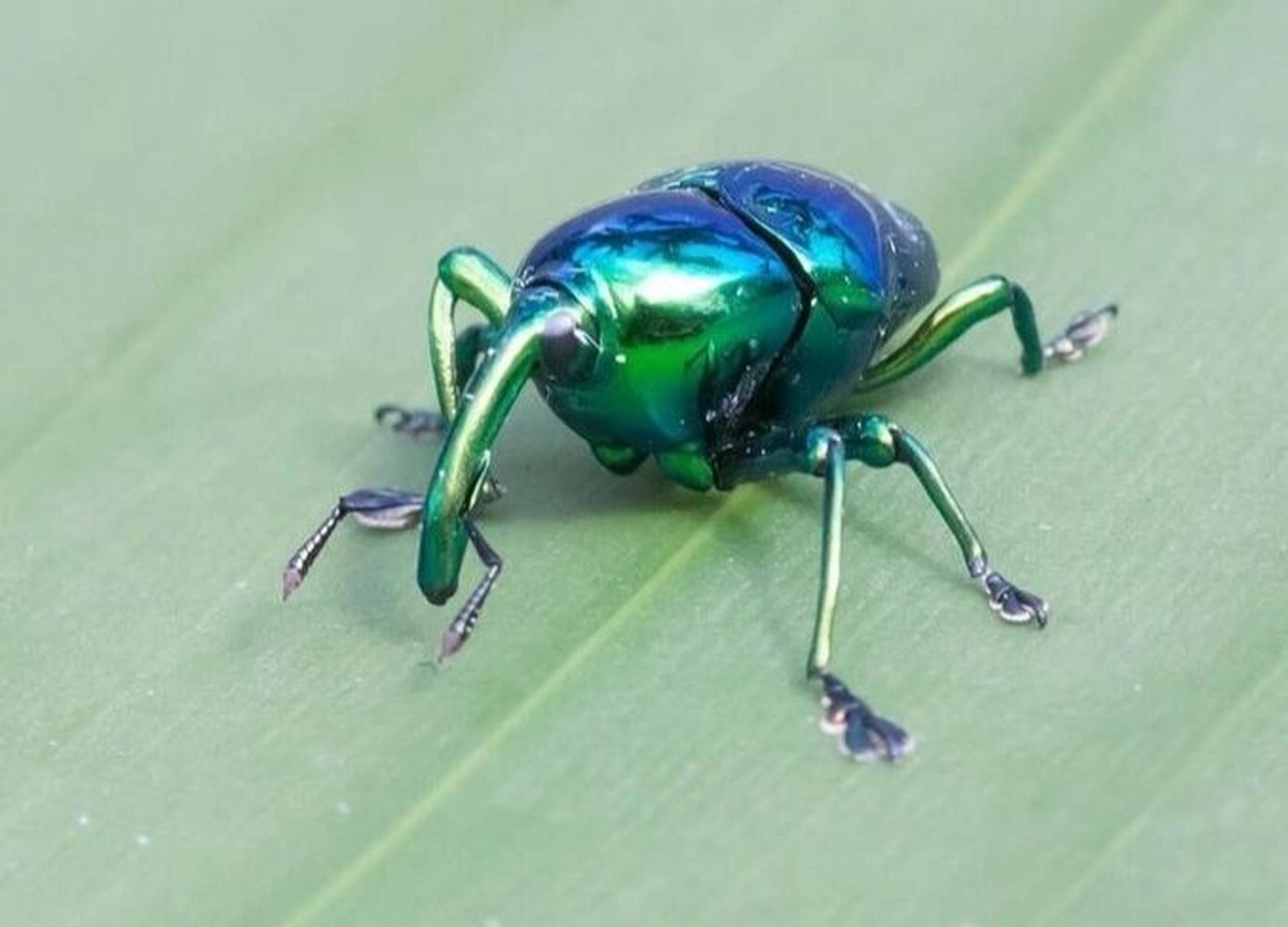 象鼻虫 大自然昆虫 象鼻虫elaeidobius kamerunicus 鞘翅目昆虫中最大