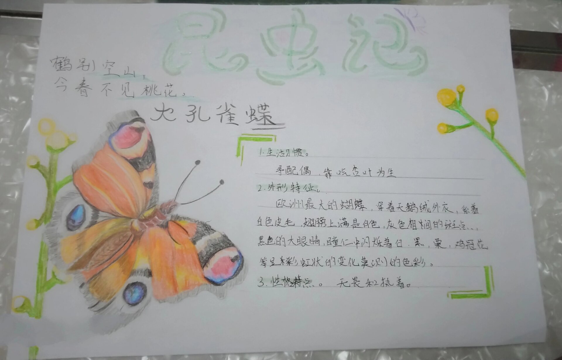 昆虫记卡片,大孔雀蝶.@蓝天白云下的熊孩子的动态