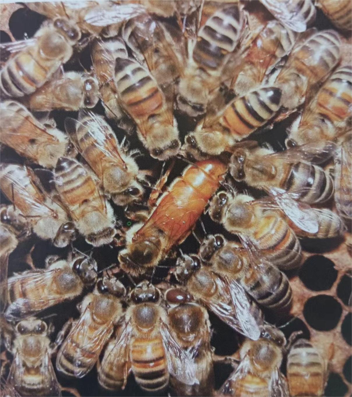 养蜂小知识——认识蜂王 蜂王,是蜂群中生殖器官发育完全的雌蜂,由