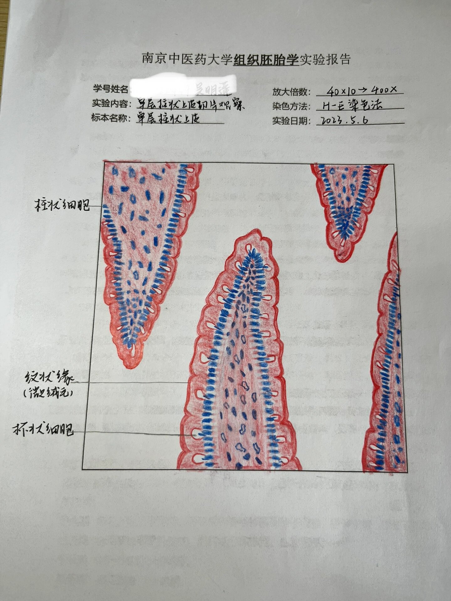 组织胚胎学实验报告(一) 组胚红蓝铅笔绘图7315 单层柱状上皮 假