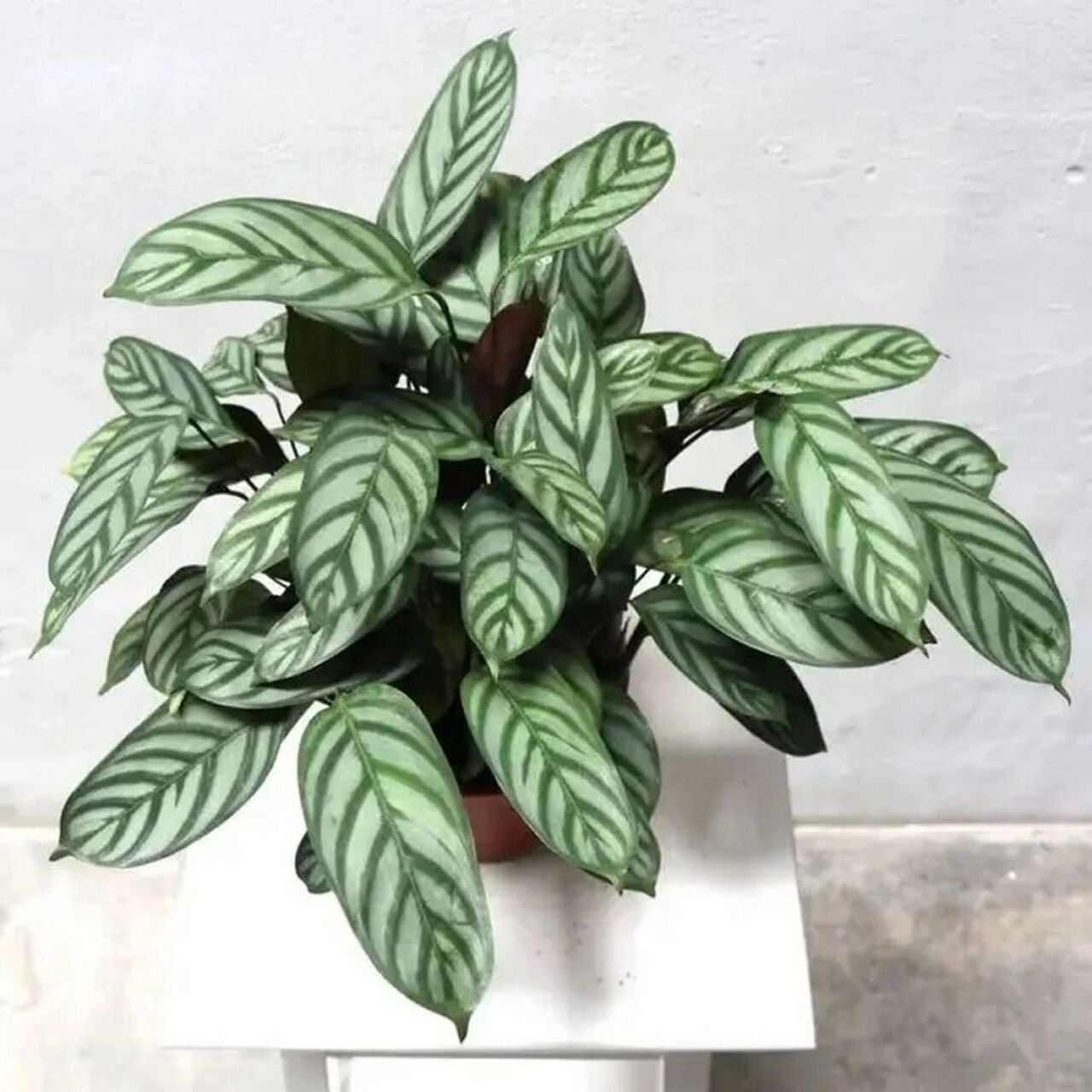 每天认识一种绿植:"斑斓且傲慢"飞羽竹芋 91名称:飞羽竹芋 98养护