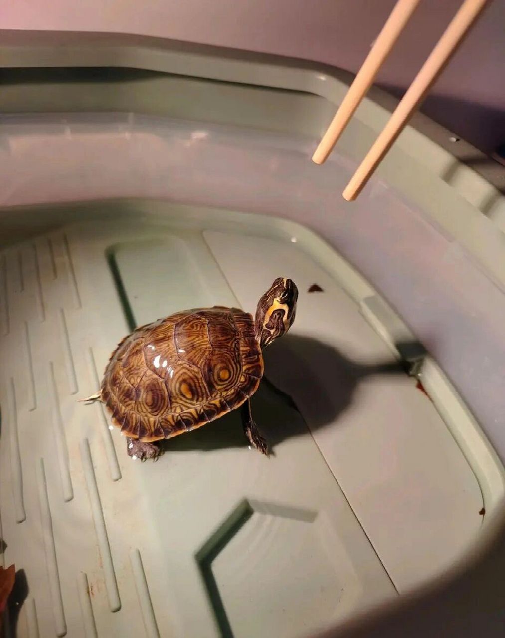 巴西脸龟类:黄耳龟             黄腹滑龟 ,亦称黄肚红耳龟,黄腹彩龟