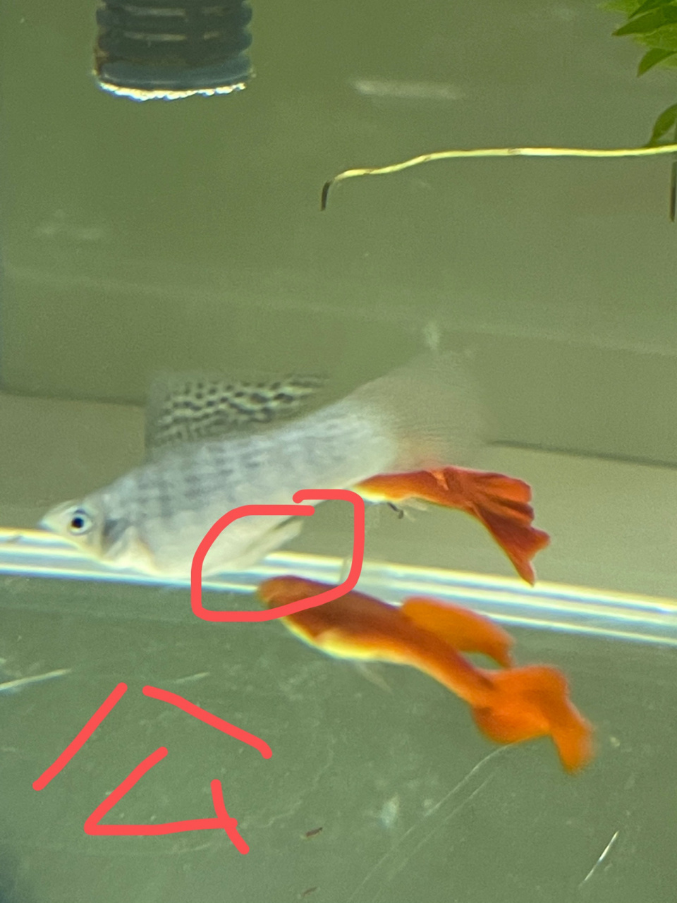 孔雀鱼玛丽鱼如何分公母 其实观察部位都是一样的.