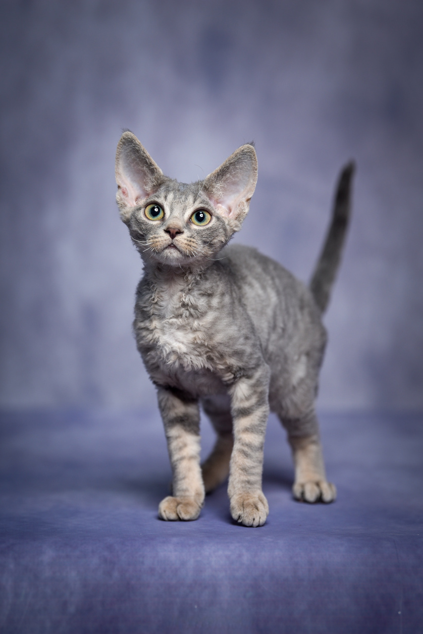 这只蓝虎斑弟弟德文卷毛猫是个床搭子.