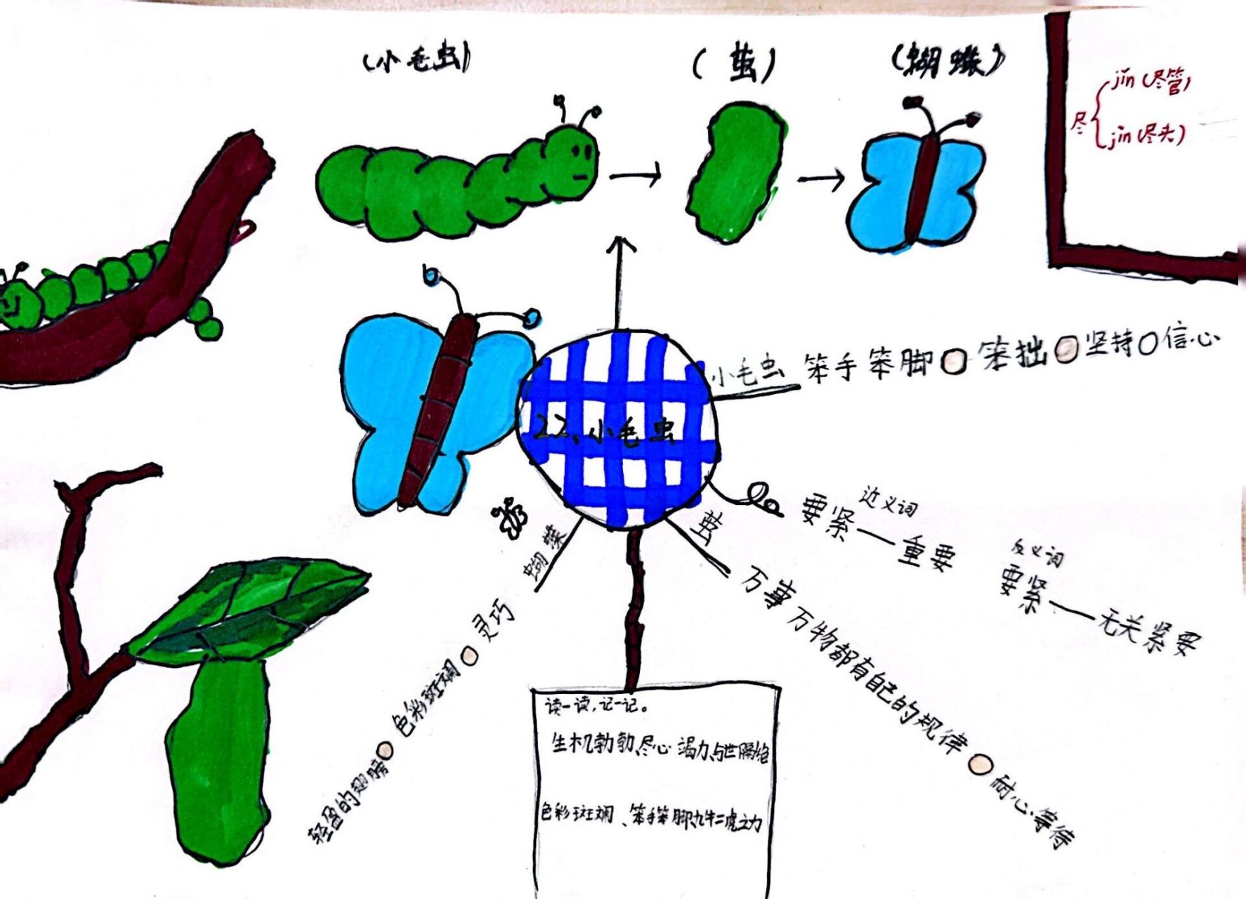 小毛虫超简单思维导图图片