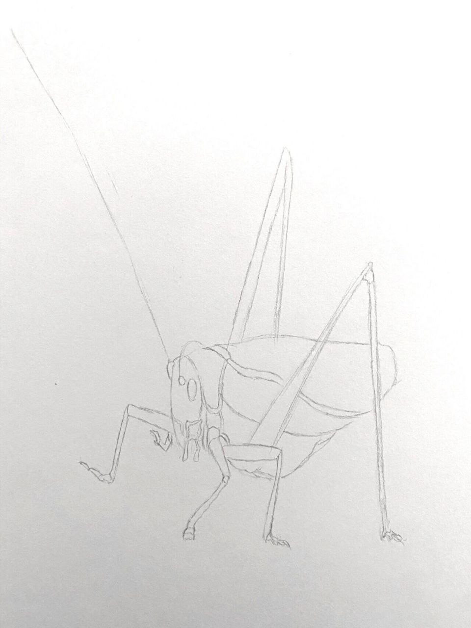 画一只蝈蝈95 今天画一只蝈蝈!希望大家喜欢 纸张90:素描纸.