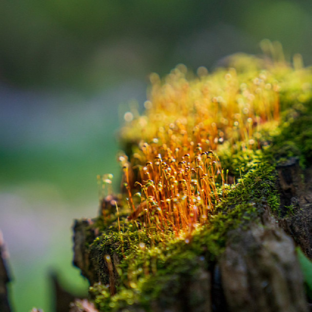 苔藓小知识(8)葫芦藓 三,藓纲 藓类植物多为辐射