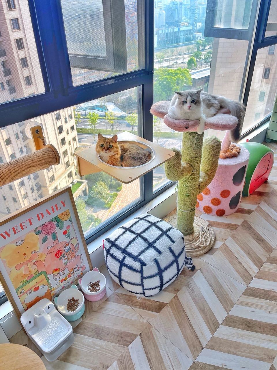 我一直在说,阳台养猫93真的很香!