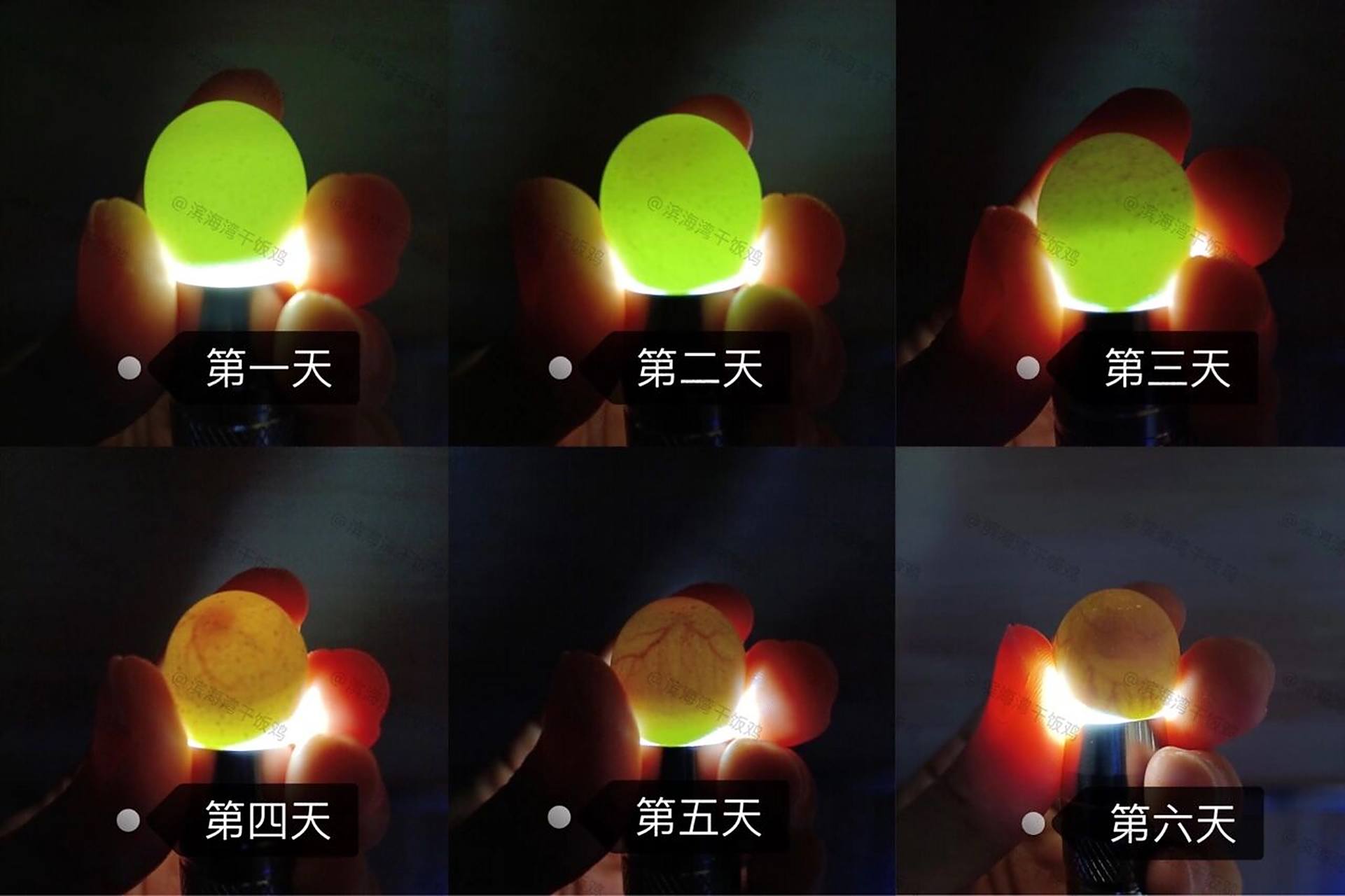 芦丁鸡孵化前六天照蛋图