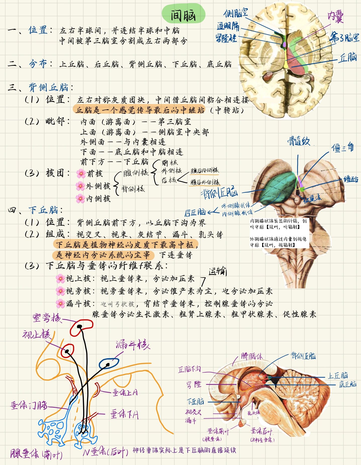 下丘脑是什么图片