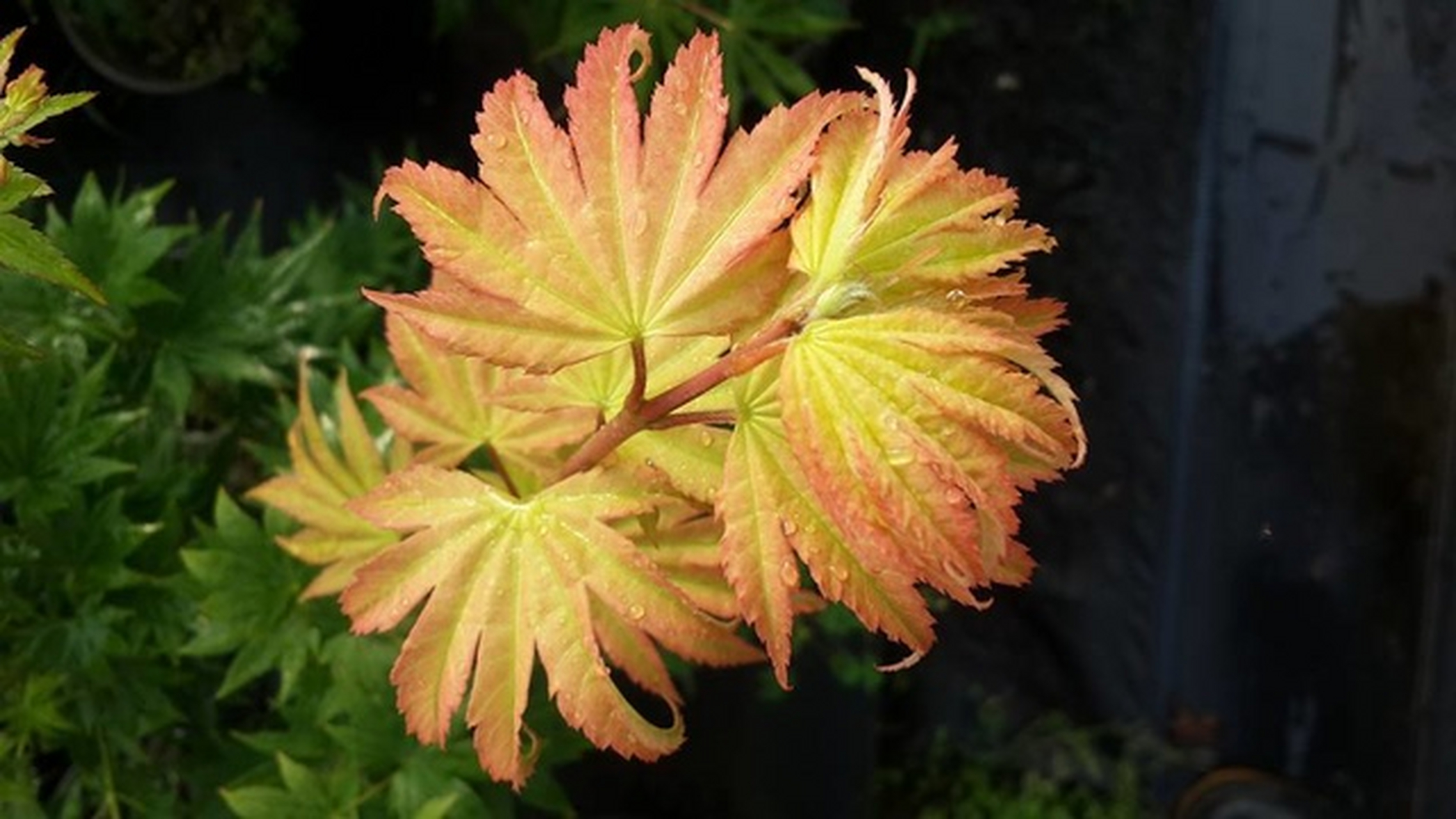 枫树品种|约旦 枫树品种:约旦 拉丁文:acer shirasawanum jordan