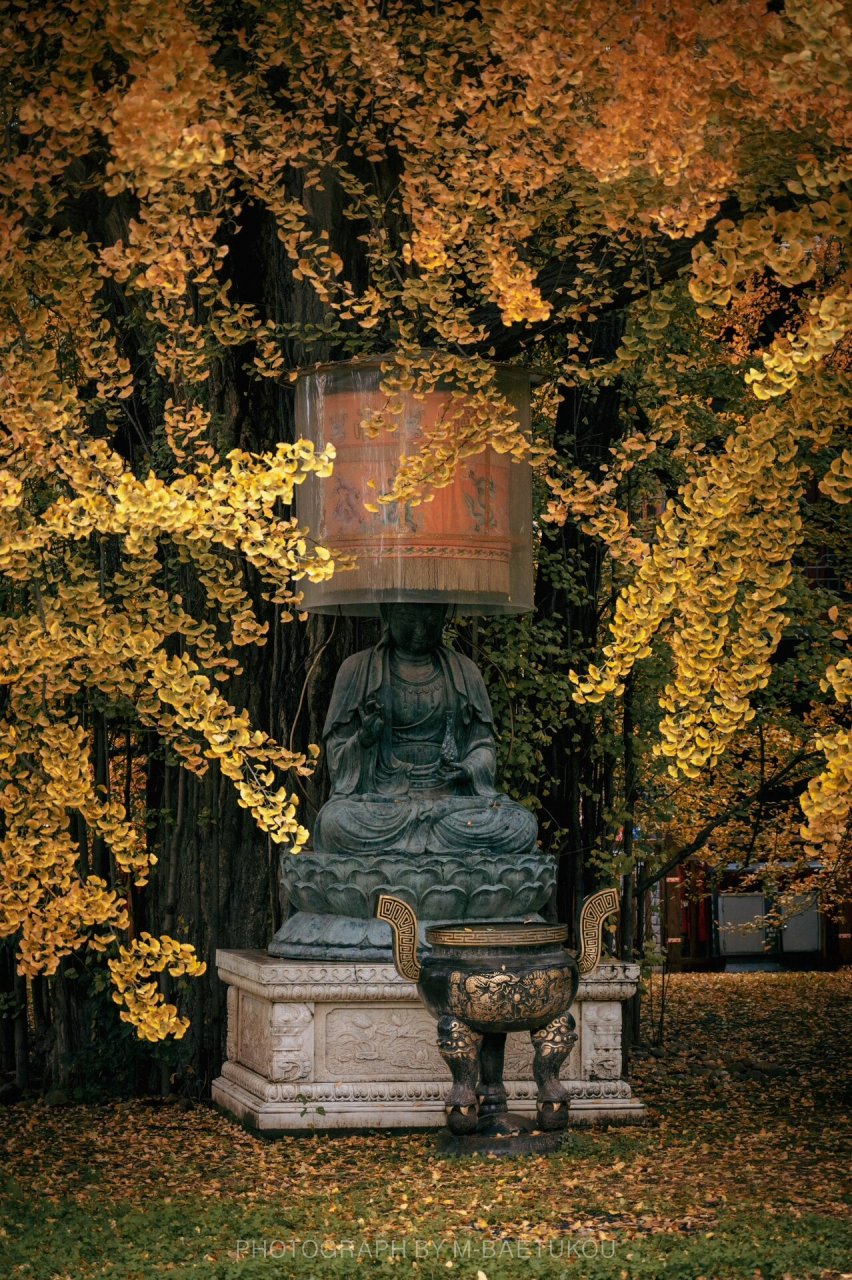 早就听过古观音禅寺的千年银杏树,于是赶在周末人多之前赶紧去观赏了